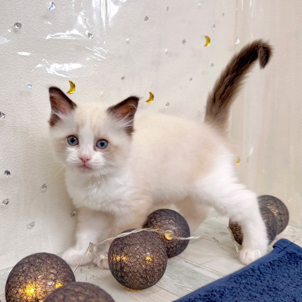 福岡県のラグドール (犬の家＆猫の里シュロアモール筑紫野店/2026年7月10日生まれ/男の子/シールポイントバイカラー)の子猫の3枚目の画像