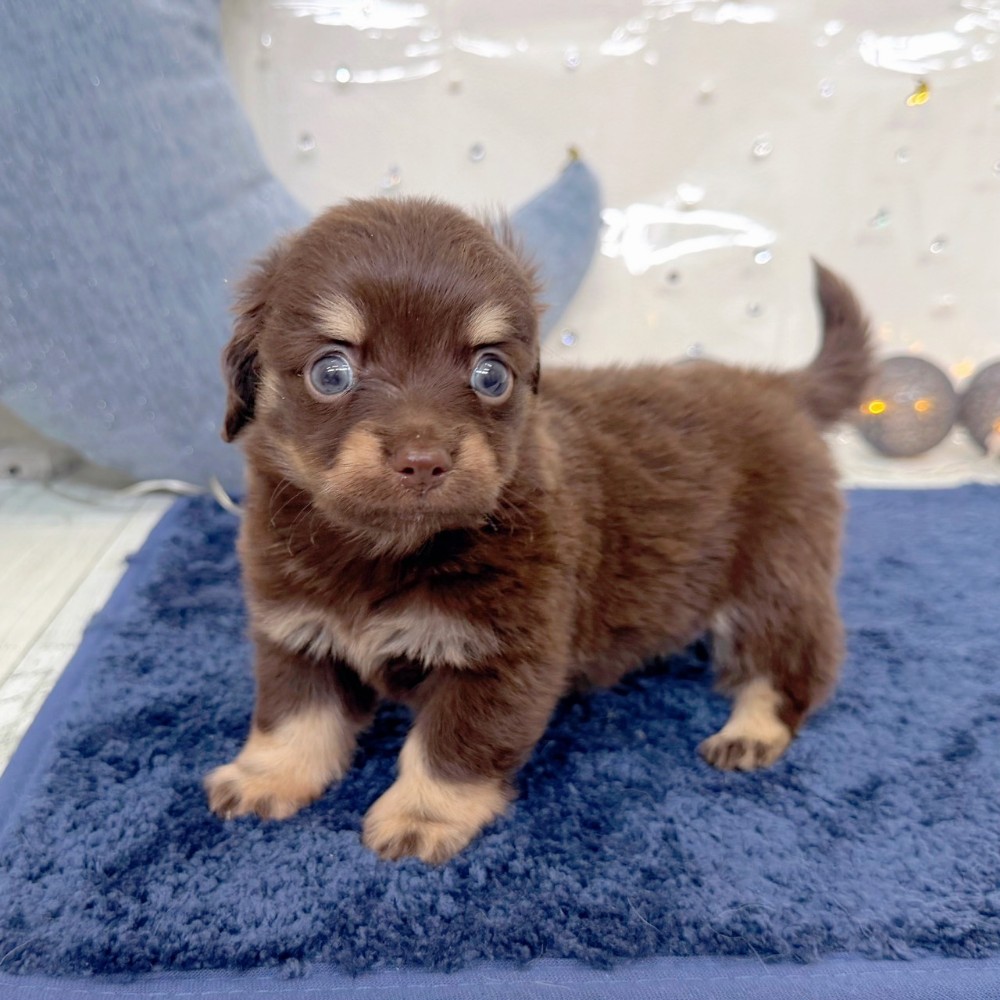 福岡県のチワックス(チワワ×ダックス) (犬の家＆猫の里シュロアモール筑紫野店/2026年7月14日生まれ/男の子/チョコレートタン)の子犬の3枚目の画像