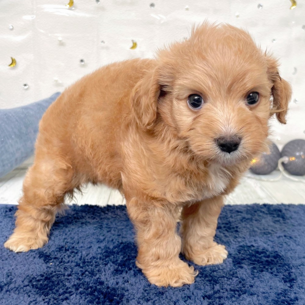 福岡県のキャバプー(キャバリア×プードル) (犬の家＆猫の里シュロアモール筑紫野店/2026年7月20日生まれ/男の子/アプリコット)の子犬の3枚目の画像