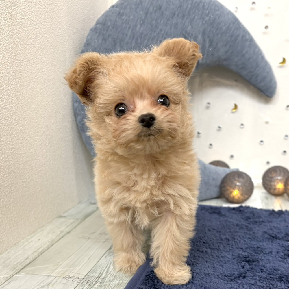 福岡県のポメプー(ポメラニアン×プードル) (犬の家＆猫の里シュロアモール筑紫野店/2026年7月20日生まれ/女の子/クリーム)の子犬の3枚目の画像