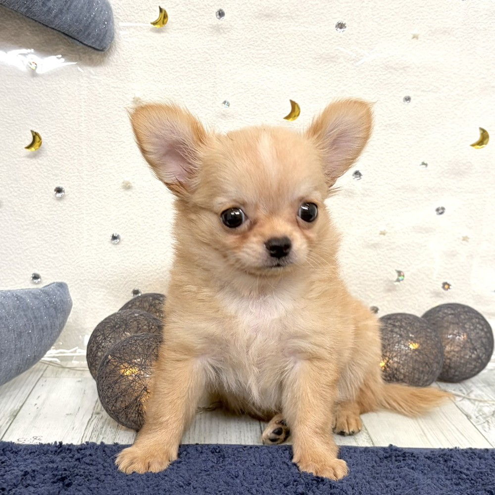 福岡県のチワワ(ロング) (犬の家＆猫の里シュロアモール筑紫野店/2026年7月16日生まれ/男の子/ゴールドホワイト)の子犬の3枚目の画像