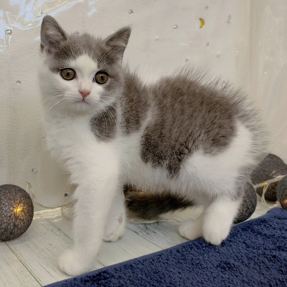 福岡県のブリティッシュショートヘアー (犬の家＆猫の里シュロアモール筑紫野店/2026年7月25日生まれ/男の子/ブルーホワイト)の子猫の3枚目の画像