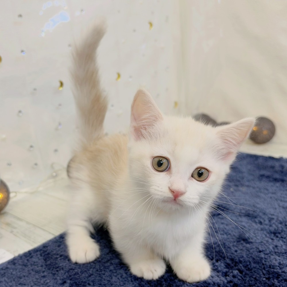 福岡県のマンチカン (犬の家＆猫の里シュロアモール筑紫野店/2026年7月20日生まれ/男の子/クリームホワイト)の子猫の3枚目の画像