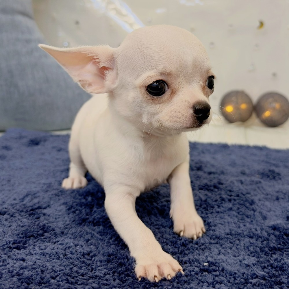 福岡県のチワワ(スムース) (犬の家＆猫の里シュロアモール筑紫野店/2026年7月25日生まれ/女の子/クリーム)の子犬の3枚目の画像