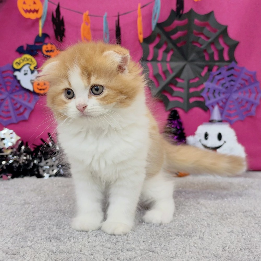 福岡県のスコティッシュフォールド (犬の家＆猫の里シュロアモール筑紫野店/2026年8月1日生まれ/男の子/レッドタビーホワイト)の子猫の3枚目の画像
