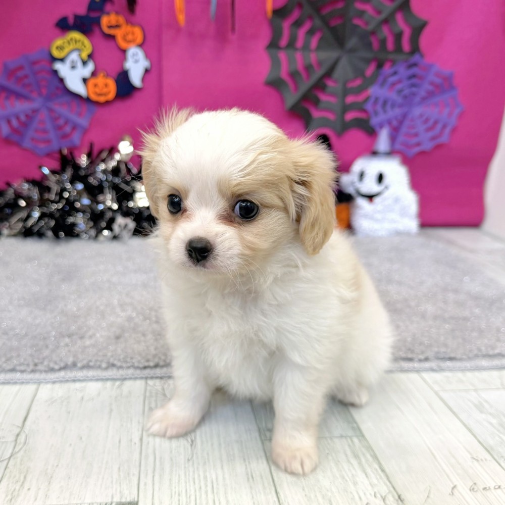 福岡県のハーフ犬・ミックス犬 (犬の家＆猫の里シュロアモール筑紫野店/2026年7月31日生まれ/女の子/ホワイトクリーム)の子犬の3枚目の画像