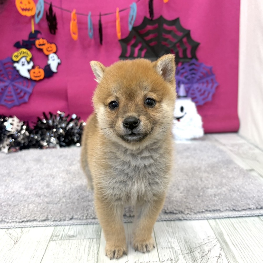 福岡県の豆柴 (犬の家＆猫の里シュロアモール筑紫野店/2026年8月2日生まれ/男の子/赤)の子犬の1枚目の画像