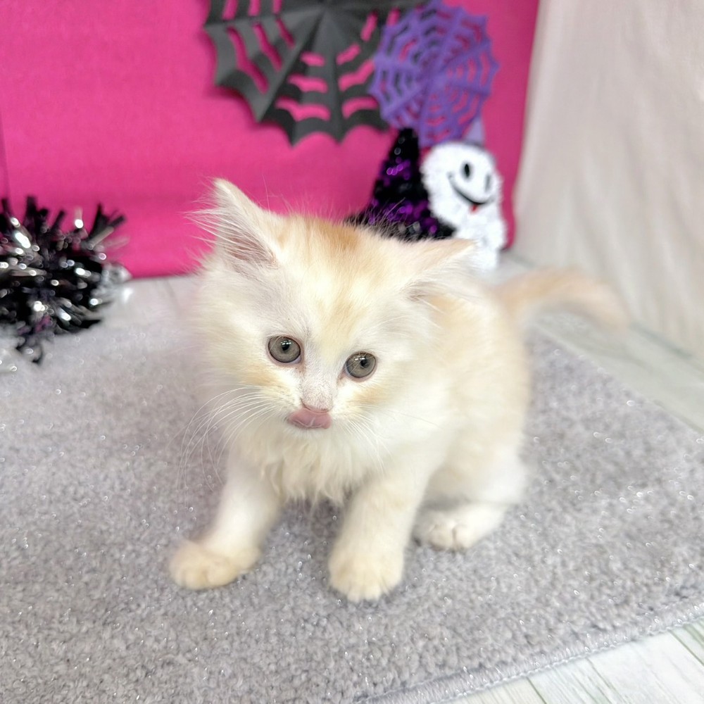 福岡県のスコティッシュストレート (犬の家＆猫の里シュロアモール筑紫野店/2026年8月9日生まれ/男の子/クリームタビーホワイト)の子猫の3枚目の画像