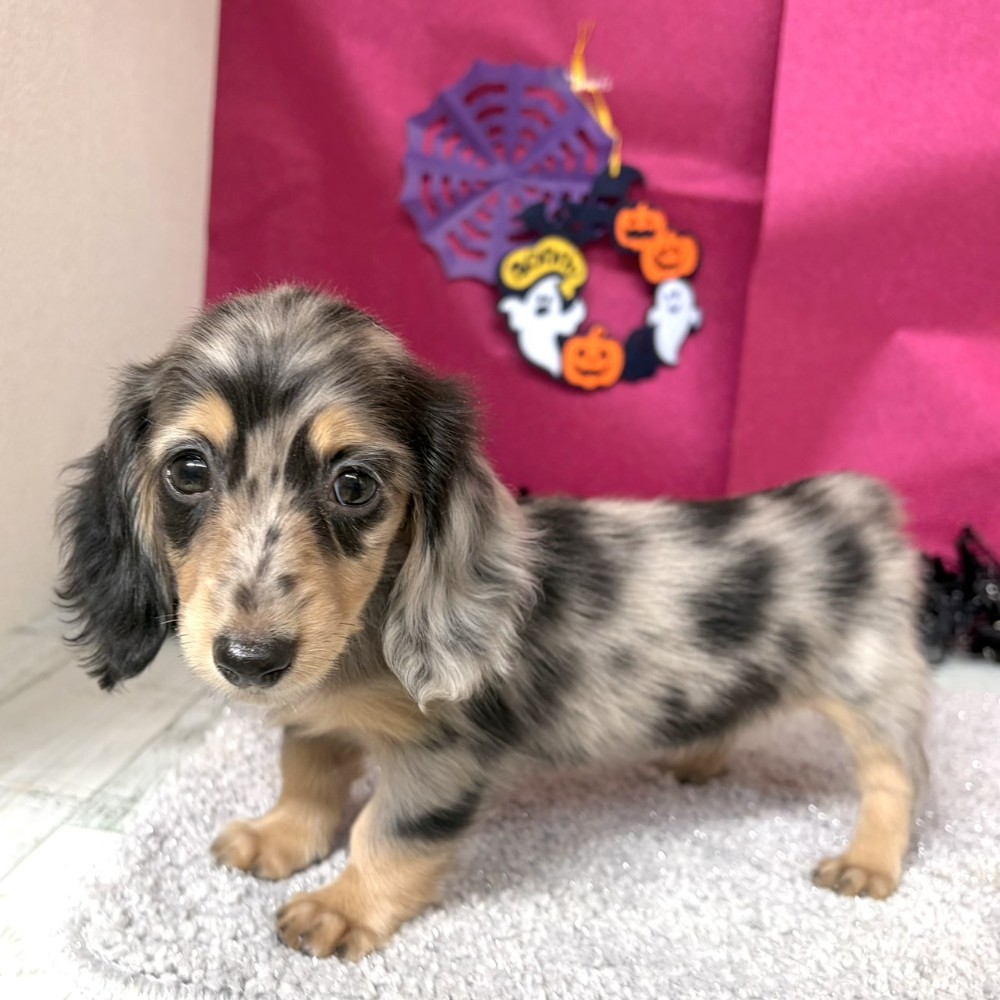 福岡県のミニチュアダックスフンド(ロング) (犬の家＆猫の里シュロアモール筑紫野店/2026年8月18日生まれ/女の子/シルバーダップル)の子犬の3枚目の画像