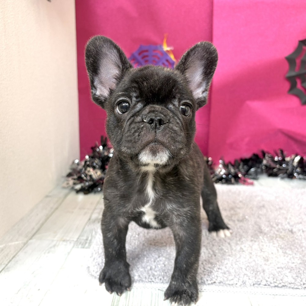 福岡県のフレンチブルドッグ (犬の家＆猫の里シュロアモール筑紫野店/2026年8月14日生まれ/男の子/ブリンドル)の子犬の3枚目の画像