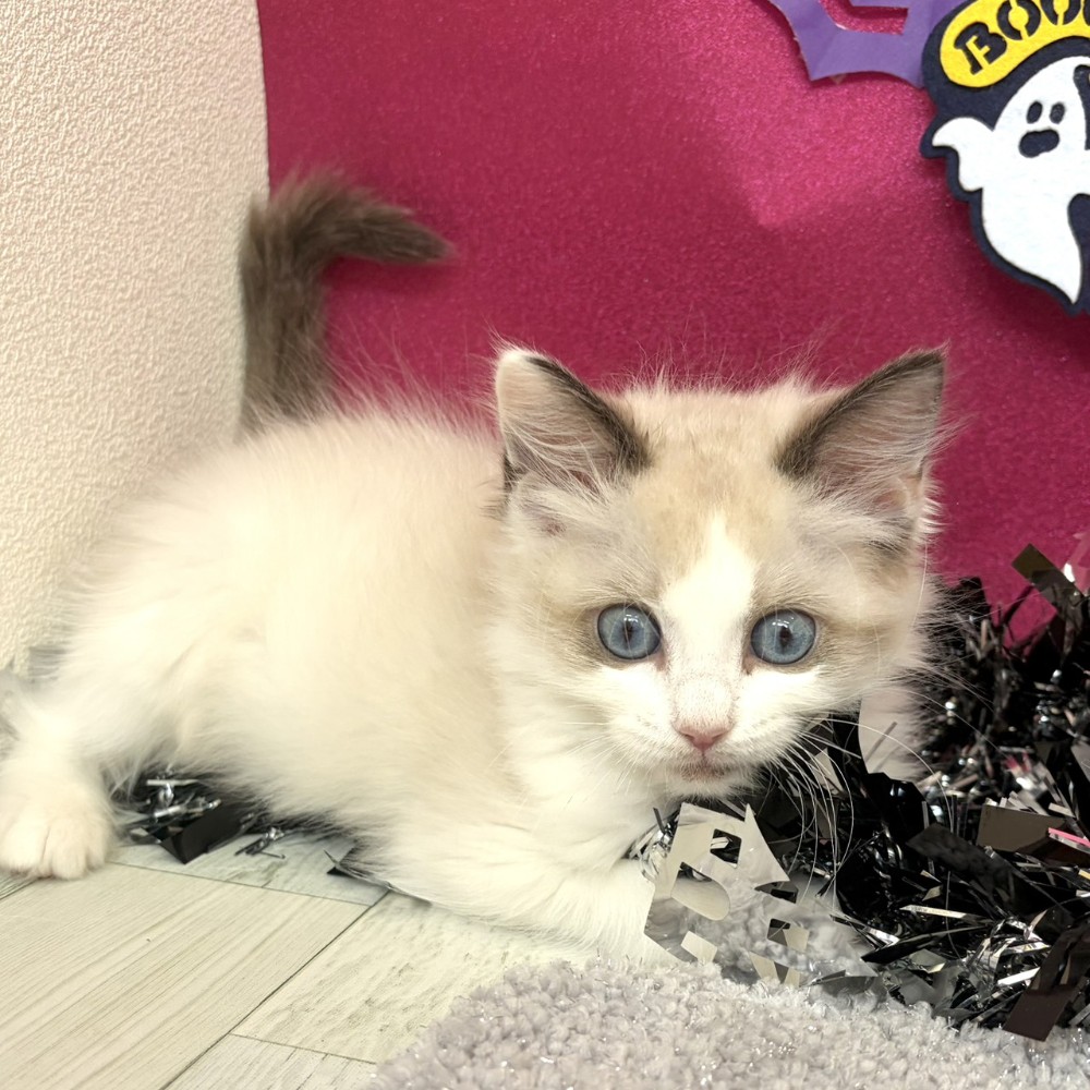 福岡県のラグドール (犬の家＆猫の里シュロアモール筑紫野店/2026年8月10日生まれ/女の子/シールポイントバイカラー)の子猫の1枚目の画像