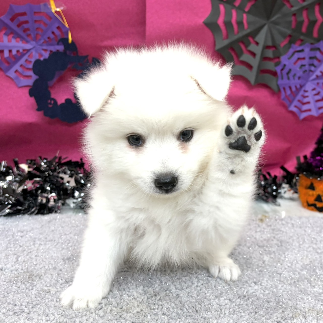 福岡県の日本スピッツ (犬の家＆猫の里シュロアモール筑紫野店/2026年8月17日生まれ/男の子/ホワイト)の子犬の1枚目の画像