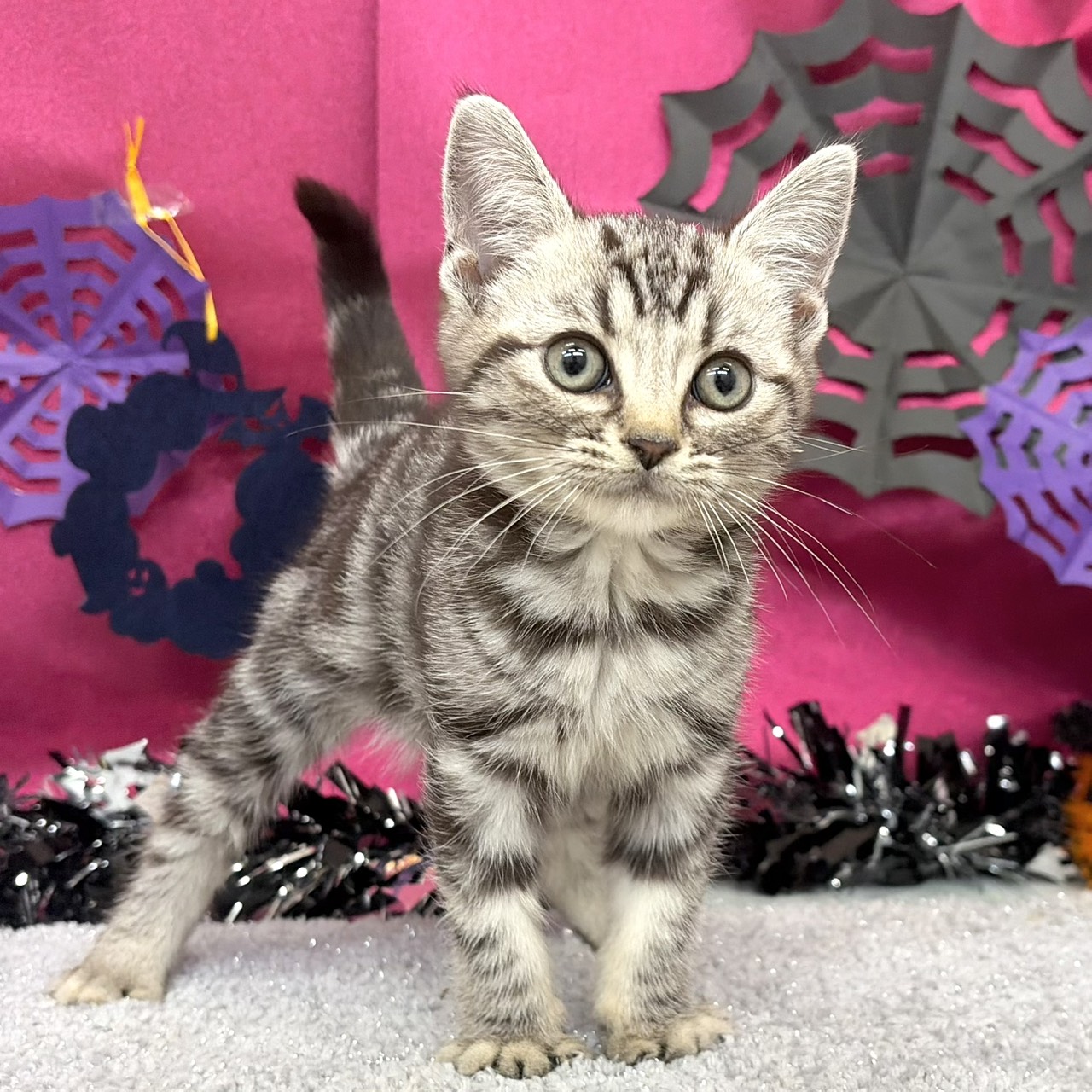 福岡県のアメリカンショートヘアー (犬の家＆猫の里シュロアモール筑紫野店/2026年8月15日生まれ/女の子/シルバータビー)の子猫の1枚目の画像