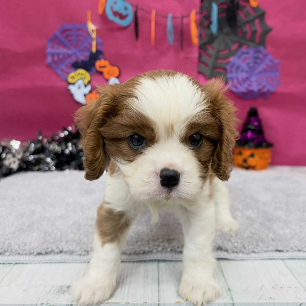 福岡県のキャバリアキングチャールズスパニエル (犬の家＆猫の里シュロアモール筑紫野店/2026年8月23日生まれ/女の子/ブレンハイム)の子犬の3枚目の画像