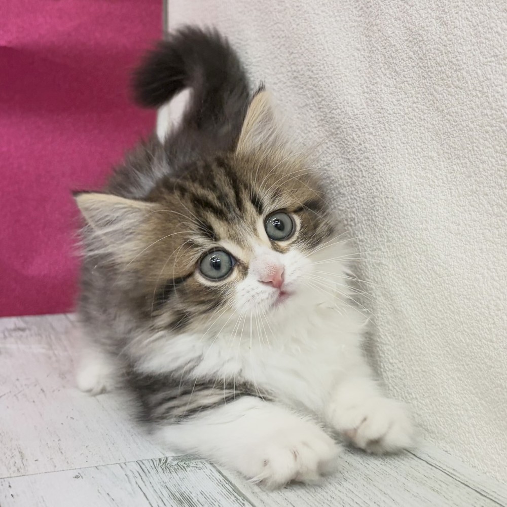 福岡県のミヌエット (犬の家＆猫の里シュロアモール筑紫野店/2026年8月16日生まれ/女の子/ブラウンタビーホワイト)の子猫の3枚目の画像