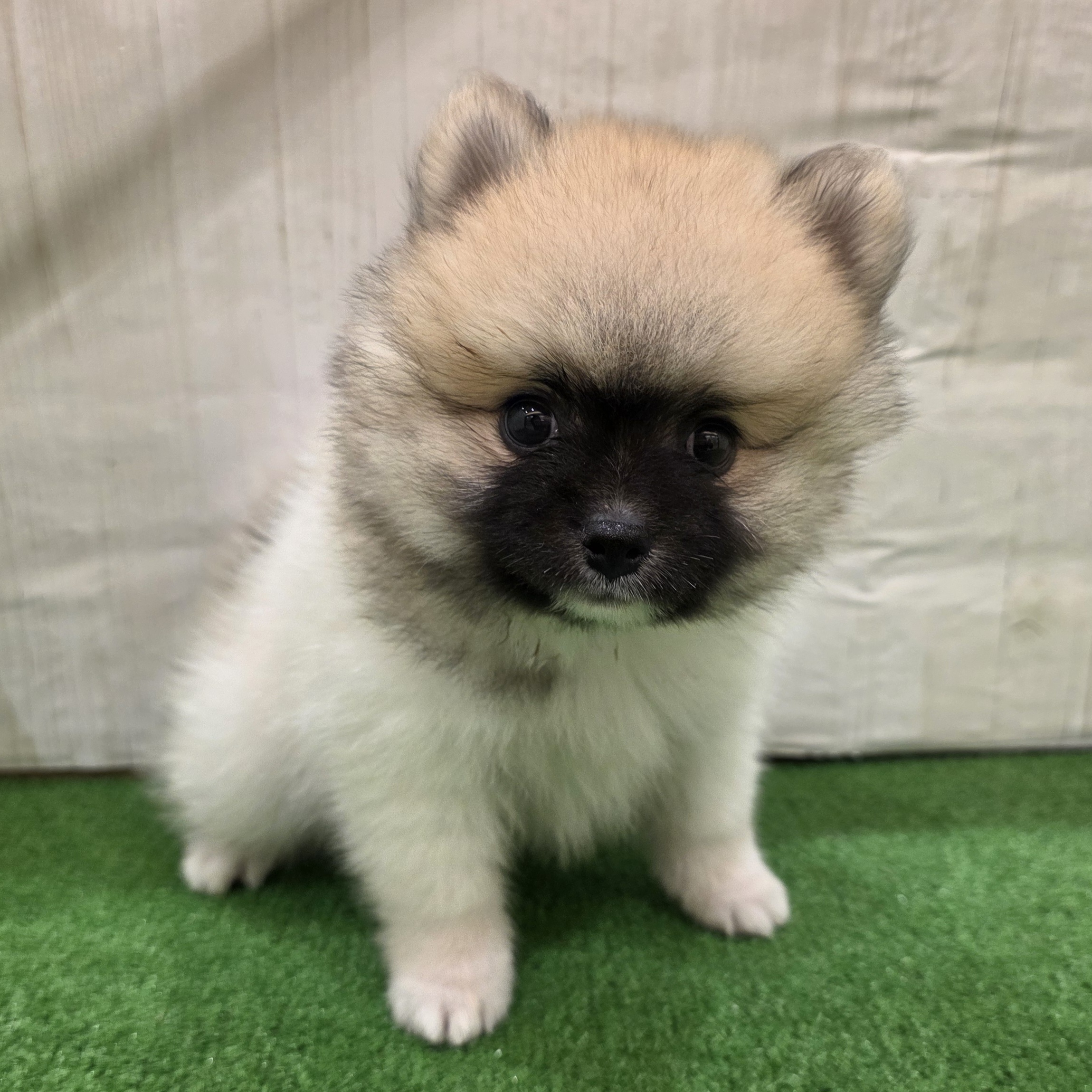三重県のポメラニアン (犬の家＆猫の里三重桑名店/2025年7月13日生まれ/男の子/パーティーカラー)の子犬の3枚目の画像