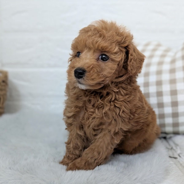 愛知県のトイプードル(トイ) (犬の家＆猫の里豊川インター店/2025年11月24日生まれ/男の子/アプリコット)の子犬の3枚目の画像