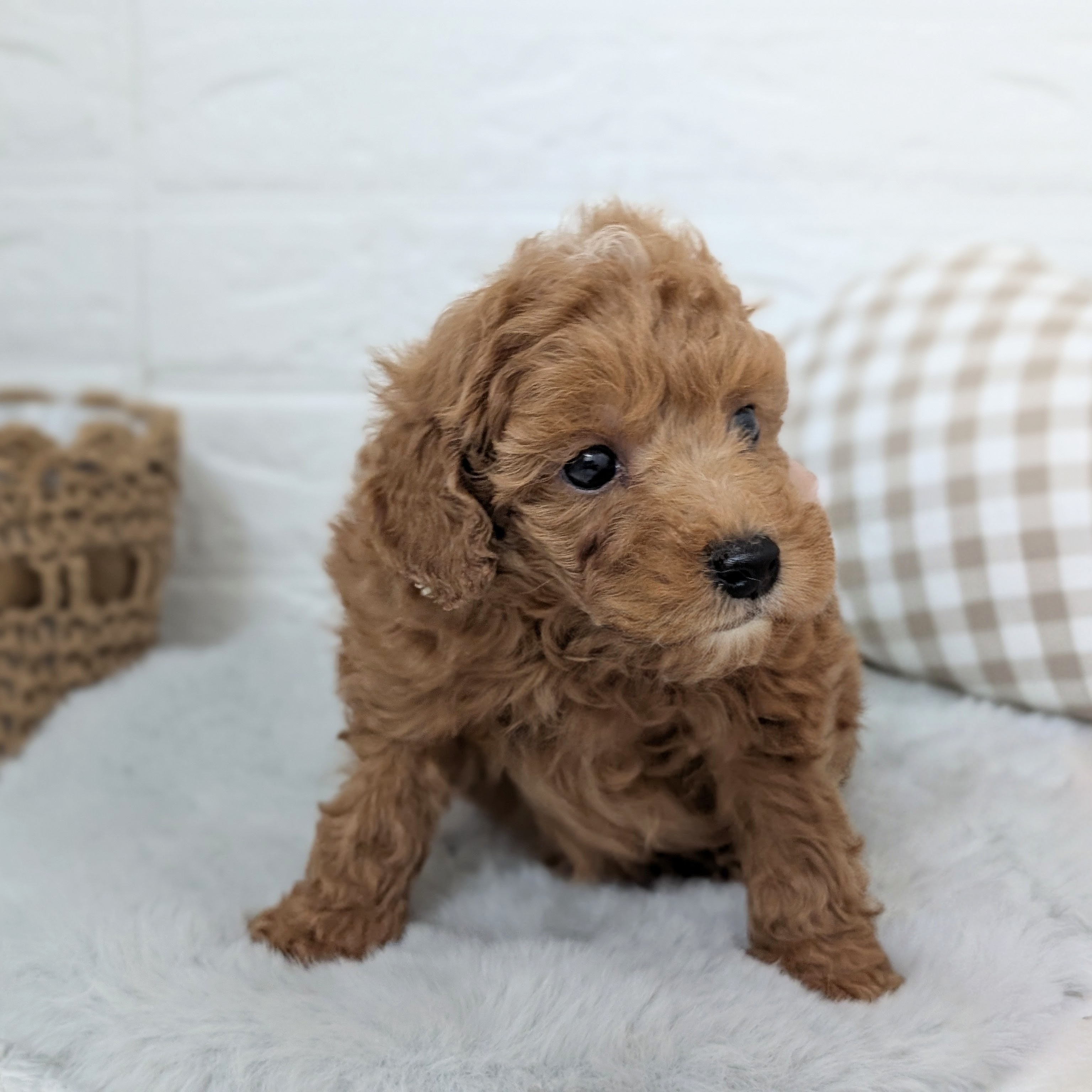 愛知県のトイプードル(トイ) (犬の家＆猫の里豊川インター店/2025年11月24日生まれ/男の子/アプリコット)の子犬の3枚目の画像