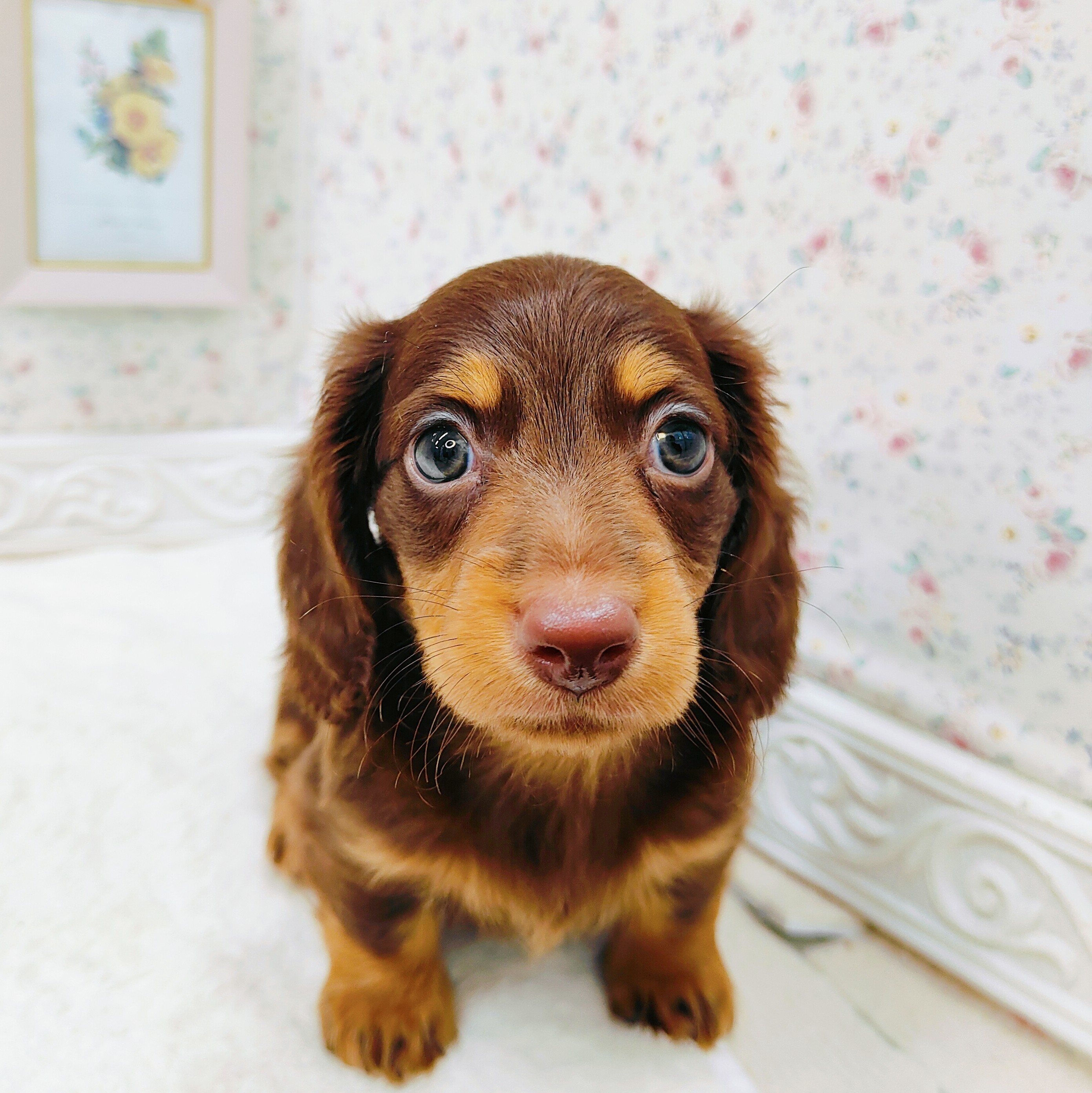 石川県のミニチュアダックスフンド(ロング) (犬の家＆猫の里アミーゴ金沢有松店/2025年7月11日生まれ/男の子/チョコレートタン)の子犬