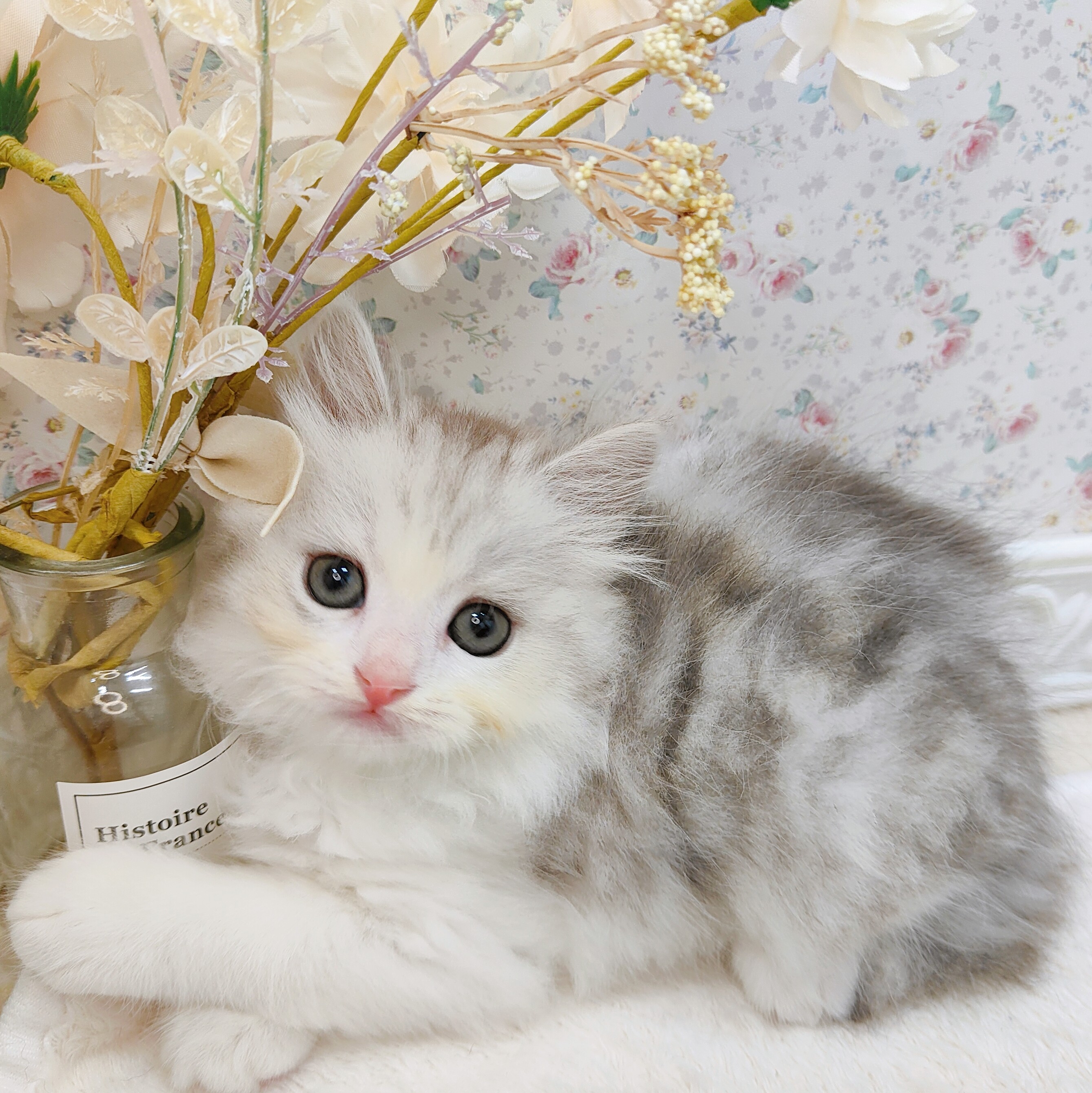 石川県のミヌエット (犬の家＆猫の里アミーゴ金沢有松店/2025年7月22日生まれ/男の子/シルバータビーホワイト)の子猫の3枚目の画像