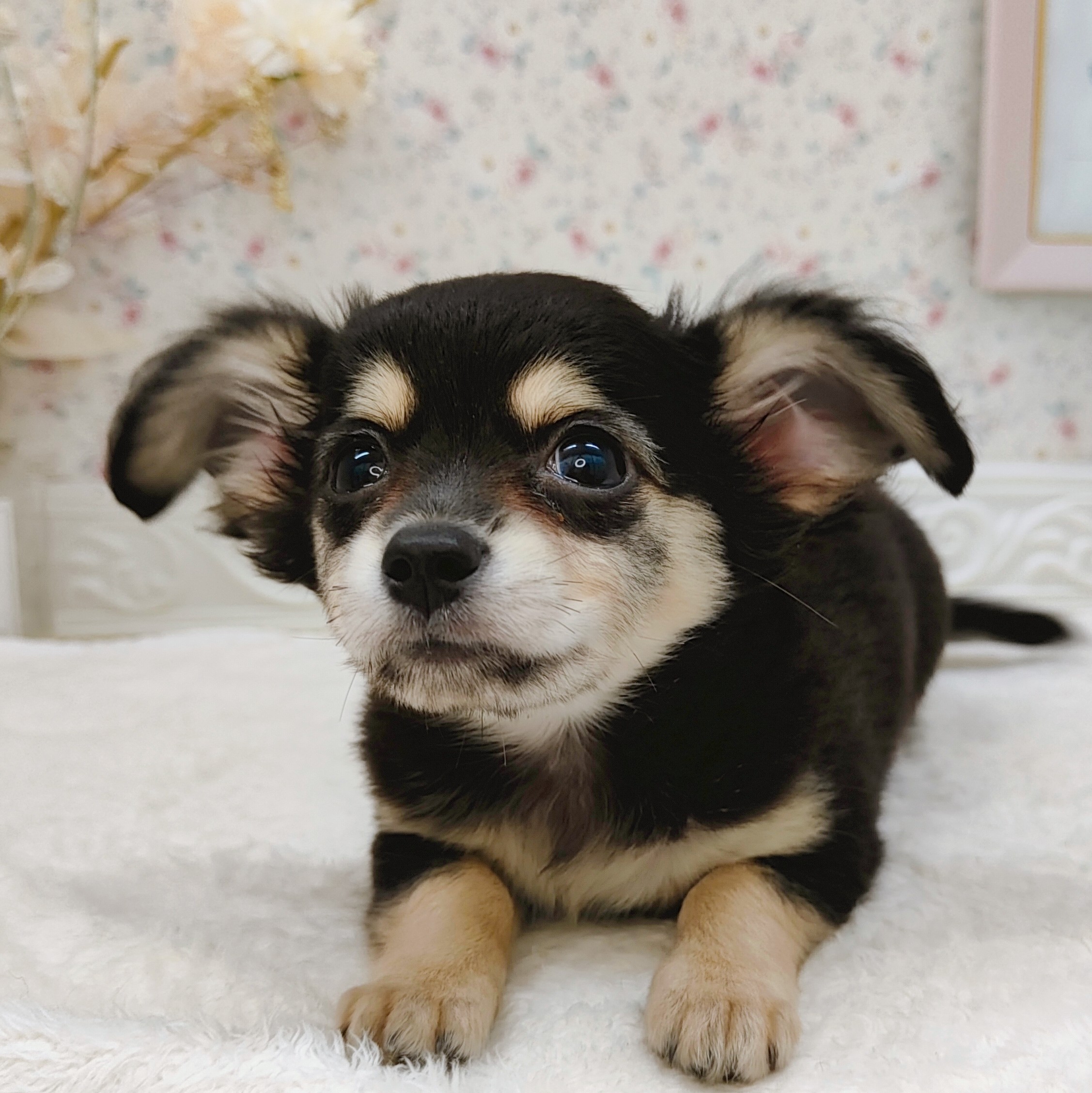 石川県のチワックス(チワワ×ダックス) (犬の家＆猫の里アミーゴ金沢有松店/2025年7月26日生まれ/女の子/ブラッククリーム)の子犬の3枚目の画像