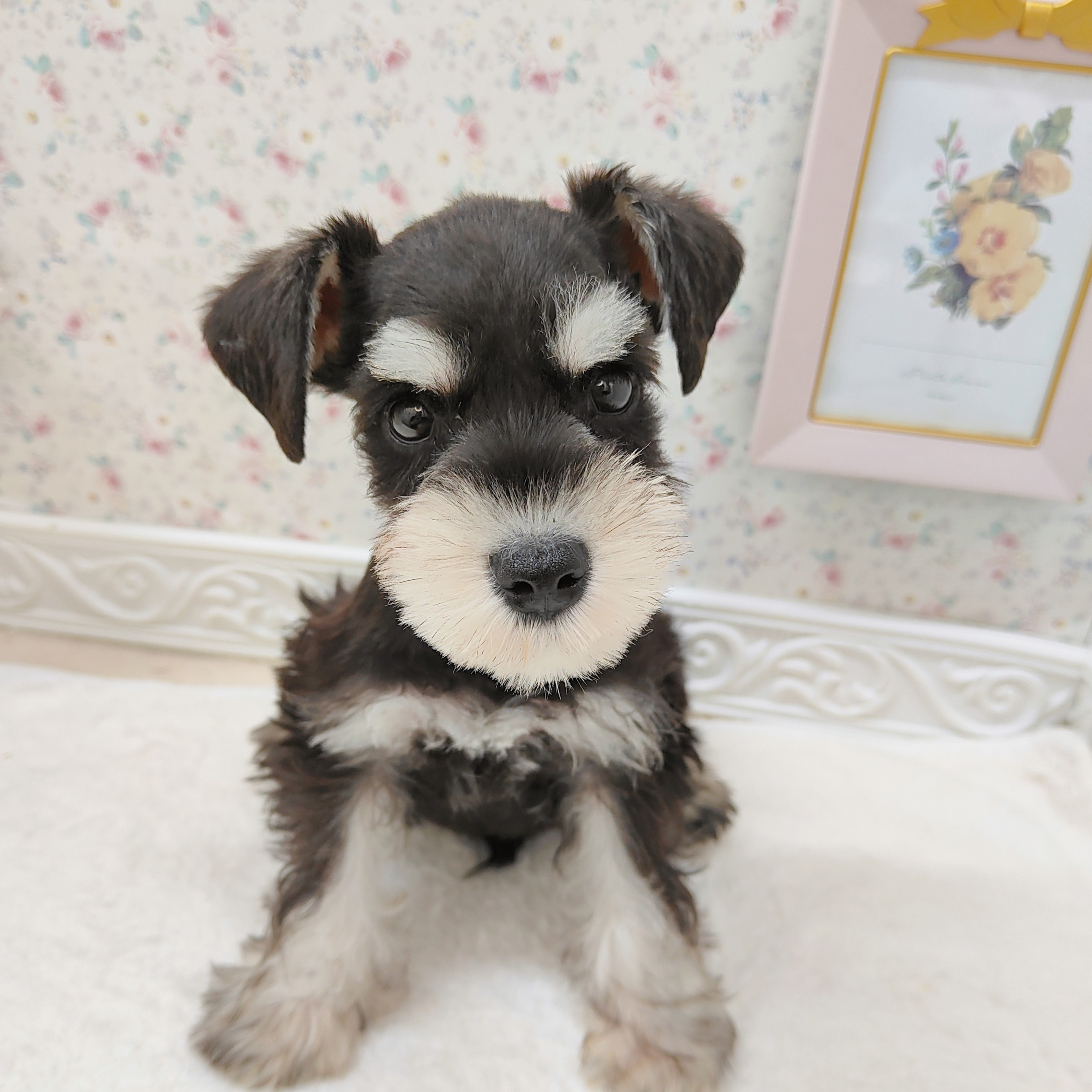 石川県のミニチュアシュナウザー (犬の家＆猫の里アミーゴ金沢有松店/2025年7月28日生まれ/男の子/ブラックシルバー)の子犬の3枚目の画像