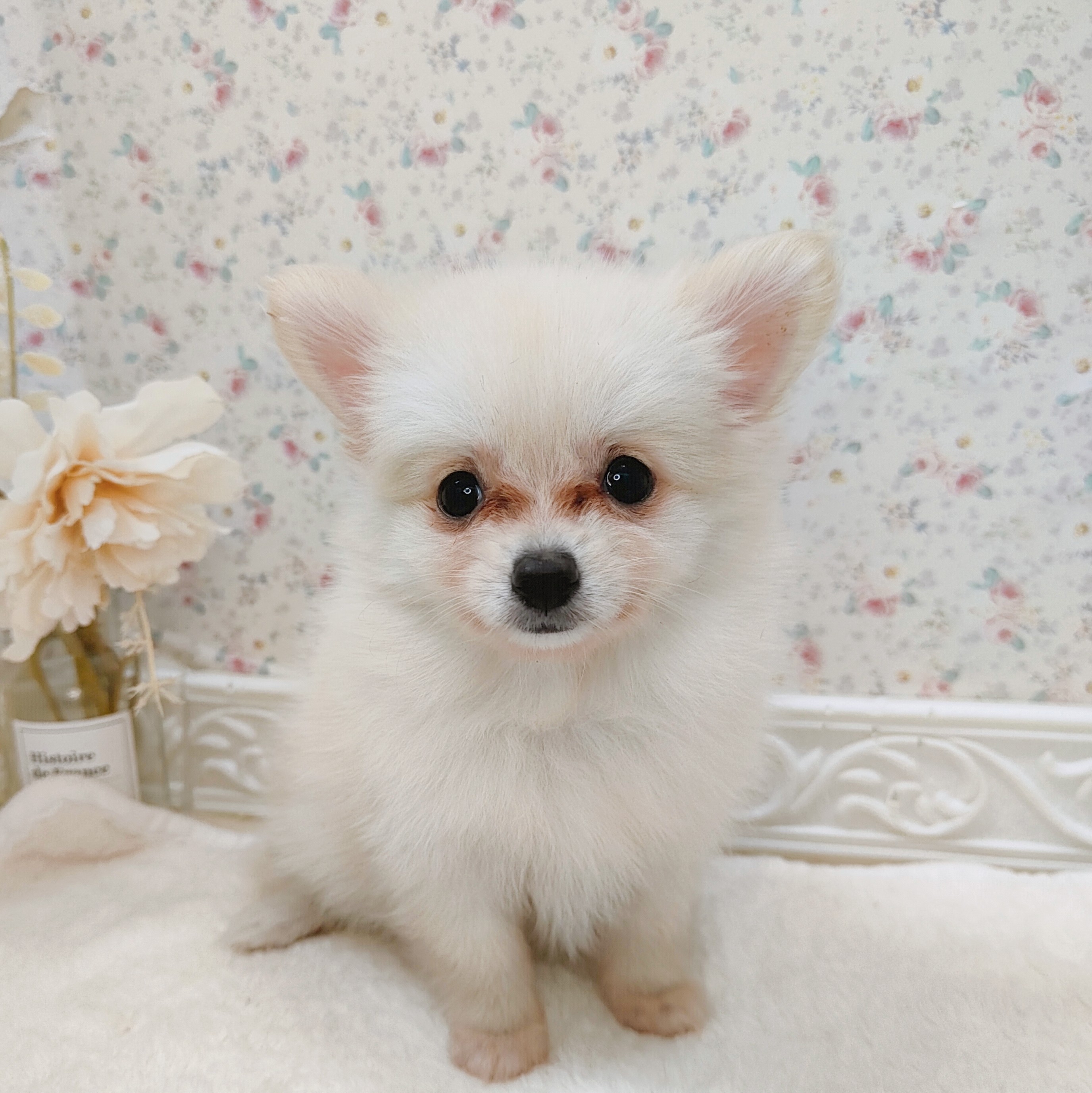 石川県のポメチワ/チワポメ/ポメチー(ポメラニアン×チワワ) (犬の家＆猫の里アミーゴ金沢有松店/2025年8月1日生まれ/女の子/クリーム)の子犬の3枚目の画像