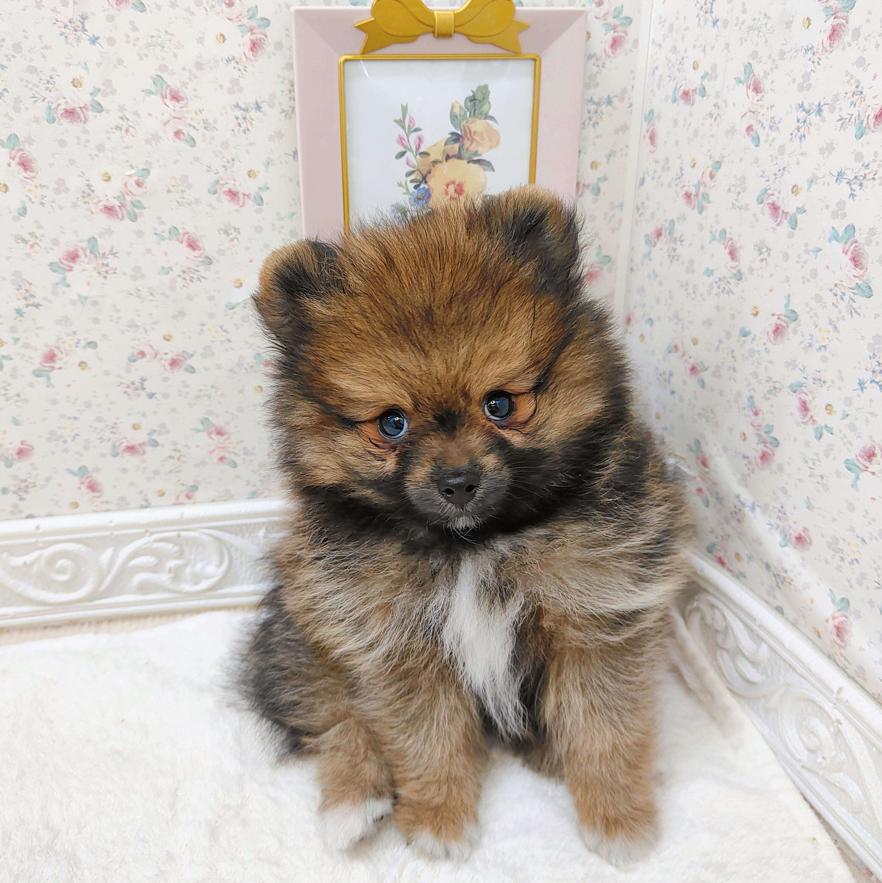 石川県のポメラニアン (犬の家＆猫の里アミーゴ金沢有松店/2025年8月1日生まれ/女の子/オレンジセーブル)の子犬の3枚目の画像