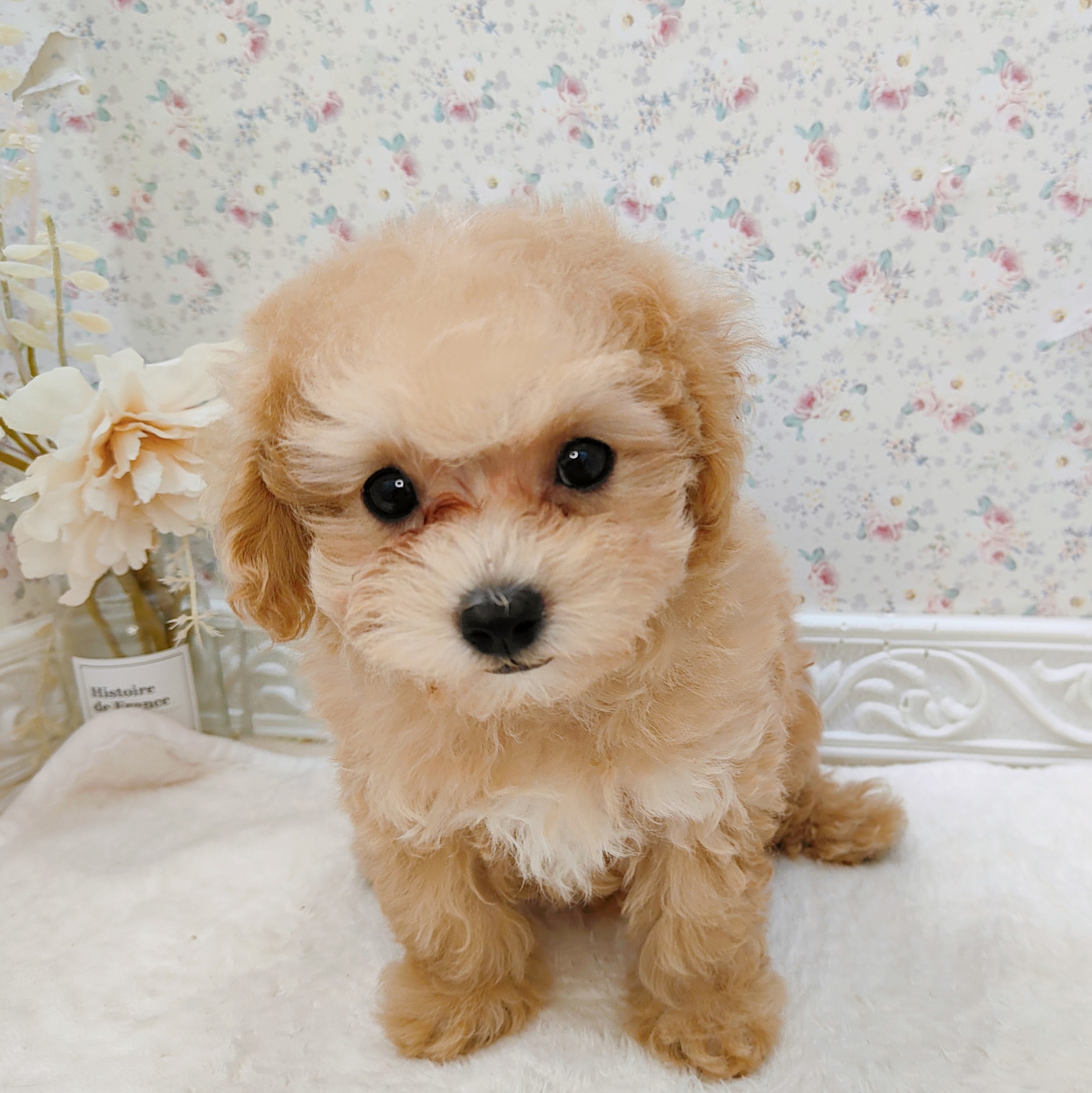 石川県のマルプー(マルチーズ×プードル) (犬の家＆猫の里アミーゴ金沢有松店/2025年8月5日生まれ/女の子/クリームホワイト)の子犬の1枚目の画像