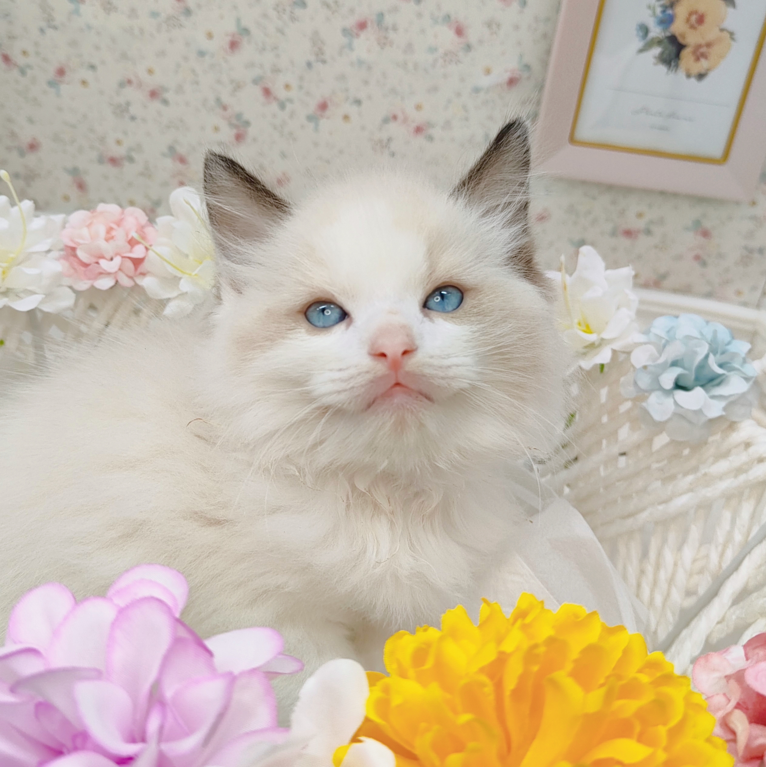 石川県のラグドール (犬の家&猫の里アミーゴ金沢有松店/2025年8月17日生まれ/男の子/シールポイントバイカラー)の子猫の3枚目の画像