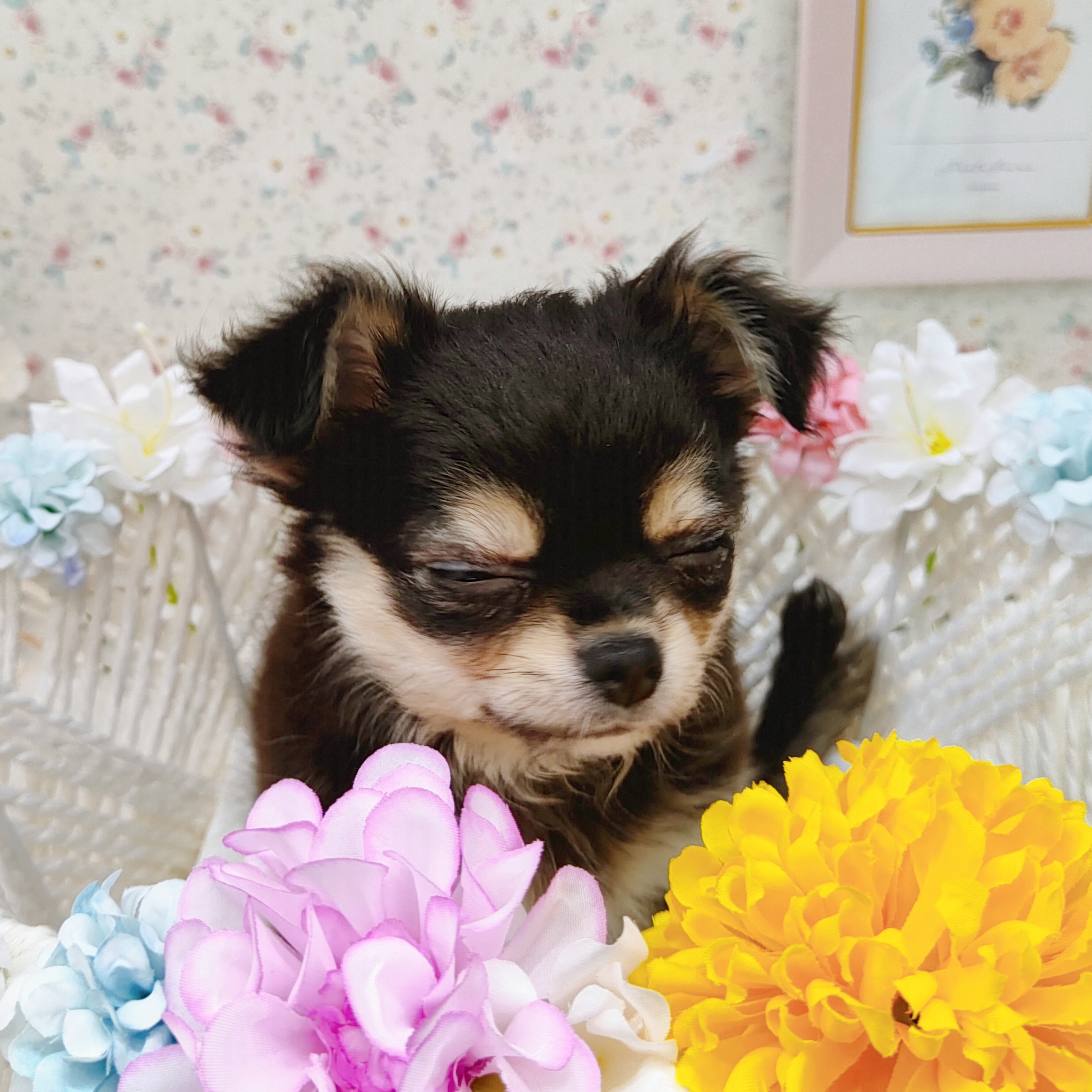 石川県のチワワ(ロング) (犬の家&猫の里アミーゴ金沢有松店/2025年8月20日生まれ/女の子/ブラックタン)の子犬の3枚目の画像