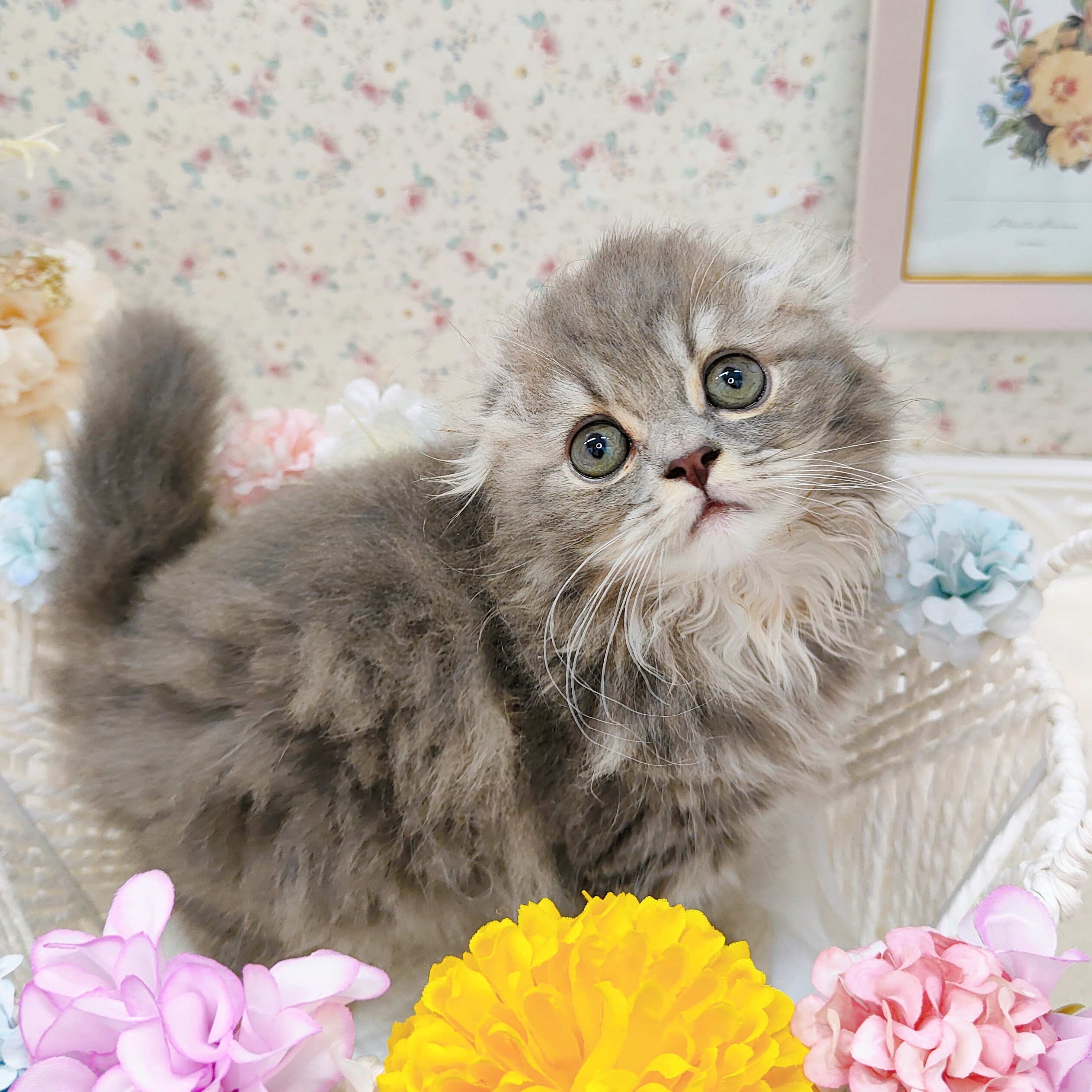 石川県のスコティッシュフォールド (犬の家＆猫の里アミーゴ金沢有松店/2025年8月18日生まれ/女の子/ブルーパッチドタビー)の子猫の3枚目の画像