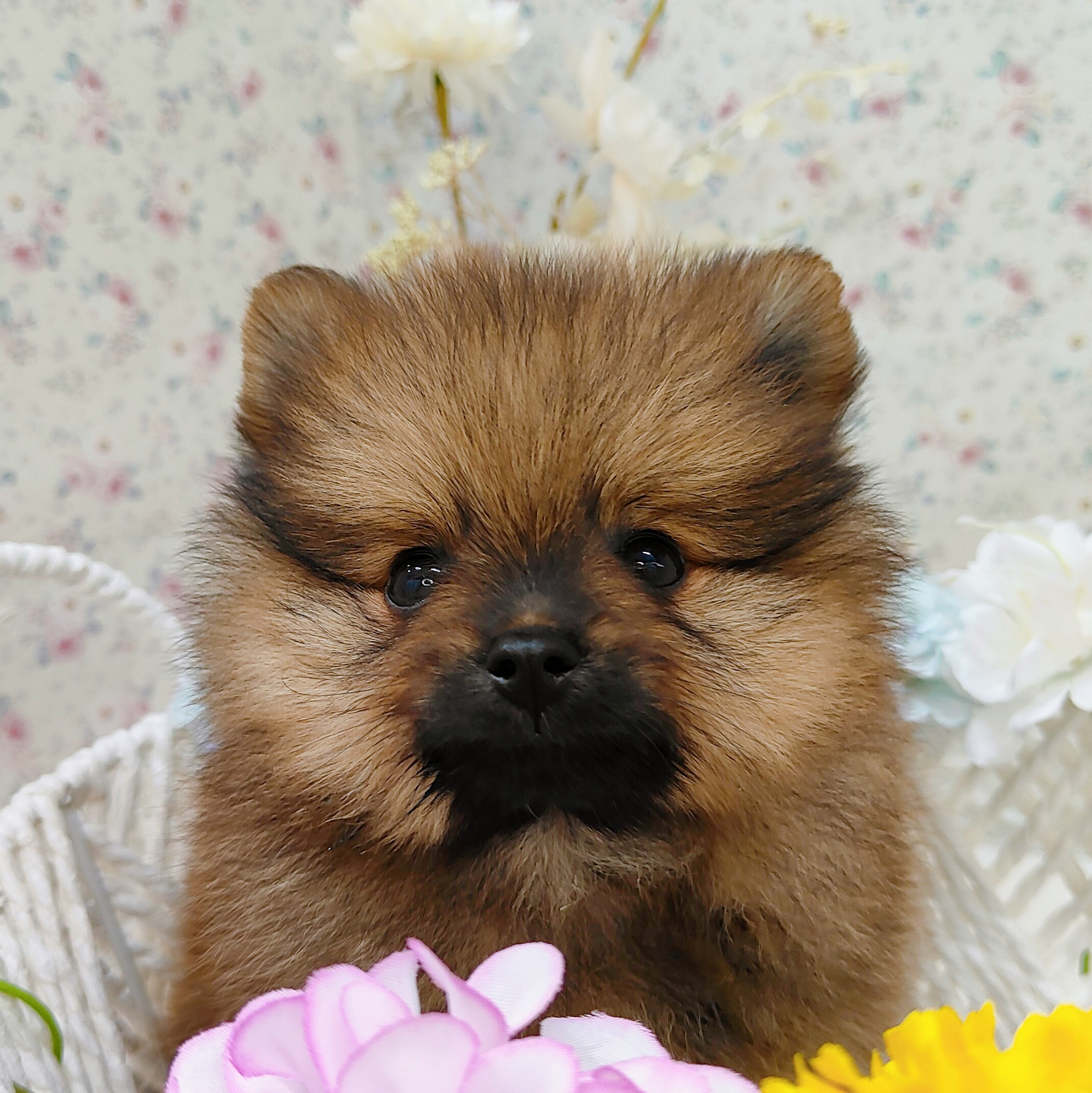 石川県のポメラニアン (犬の家＆猫の里アミーゴ金沢有松店/2025年8月30日生まれ/女の子/オレンジ)の子犬の3枚目の画像