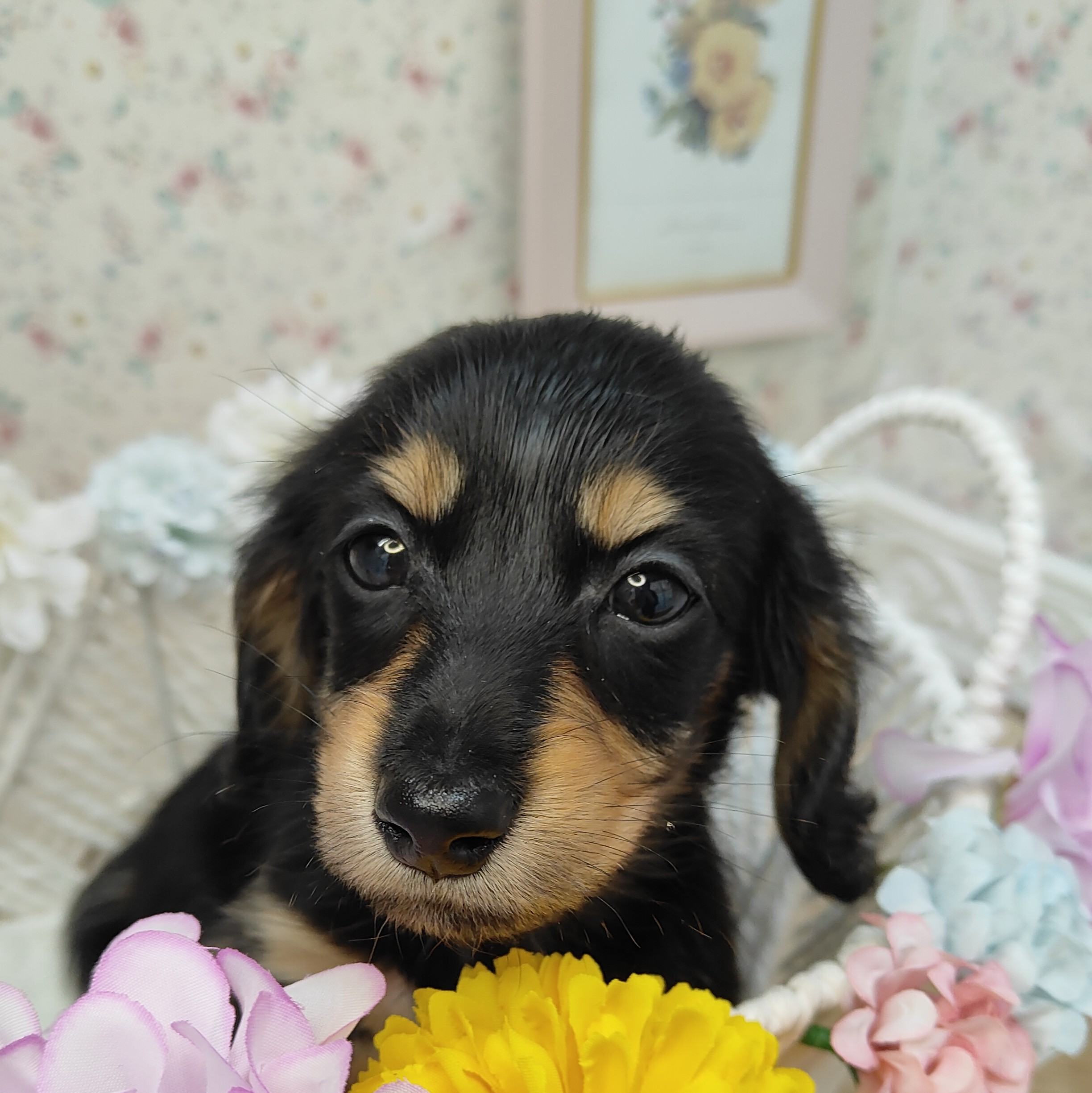 石川県のミニチュアダックスフンド(ロング) (犬の家＆猫の里アミーゴ金沢有松店/2025年9月9日生まれ/女の子/ブラックタン)の子犬の3枚目の画像