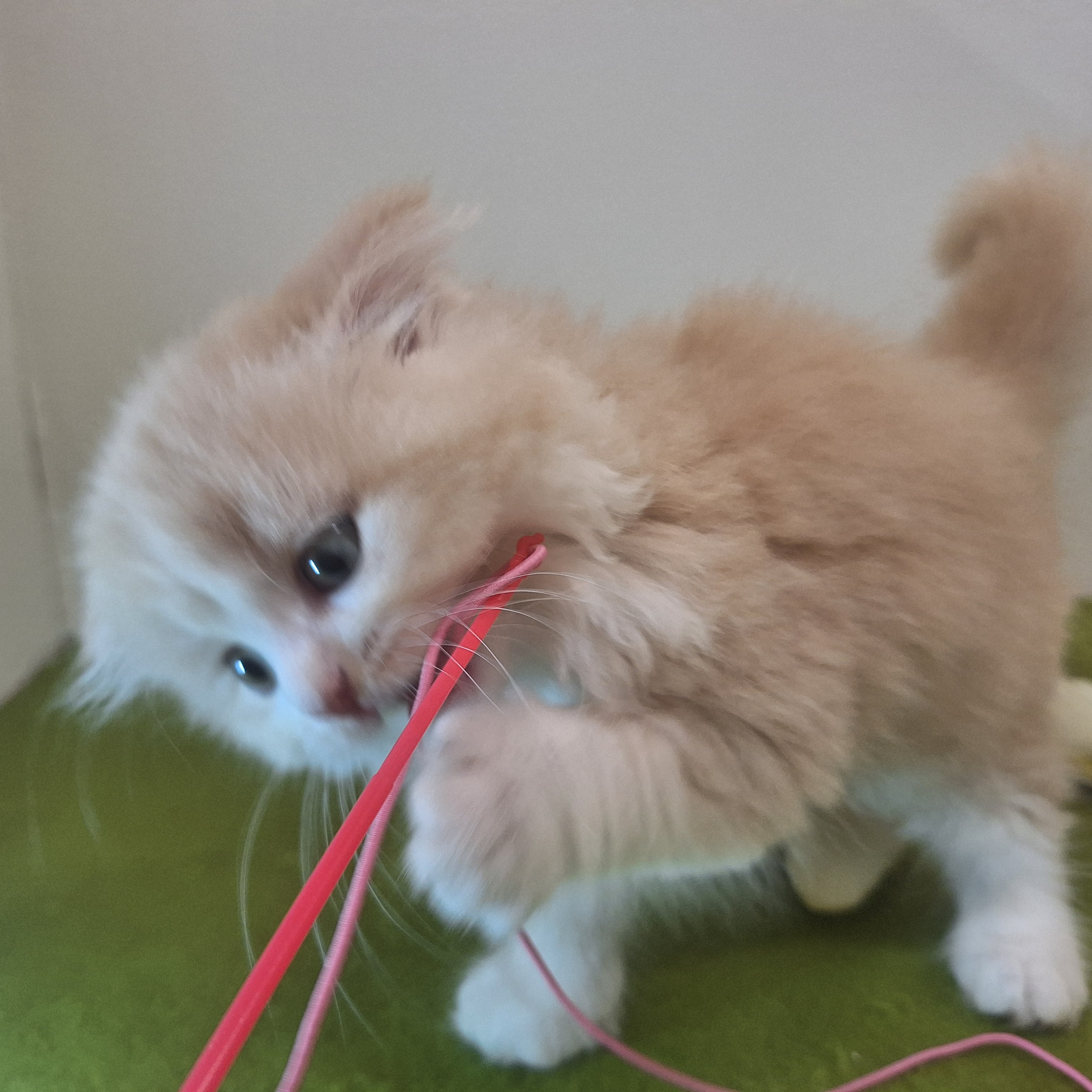 福岡県のスコティッシュフォールド (犬の家＆猫の里トリアス久山店/2025年7月5日生まれ/男の子/クリームタビーホワイト)の子猫の3枚目の画像