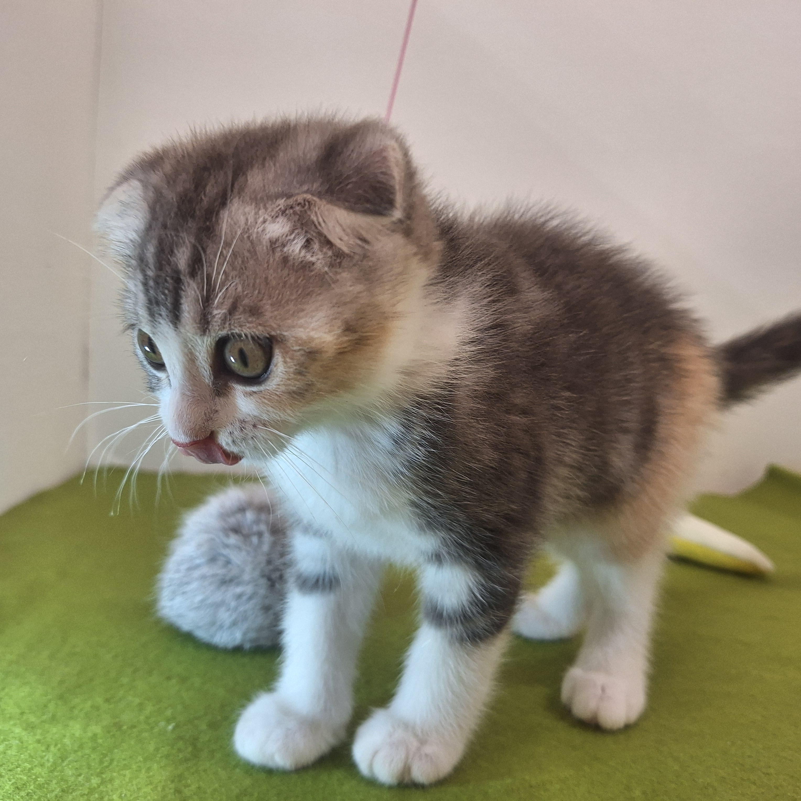 福岡県のスコティッシュフォールド (犬の家＆猫の里トリアス久山店/2025年7月3日生まれ/女の子/ブルーパッチドタビーホワイト)の子猫の3枚目の画像