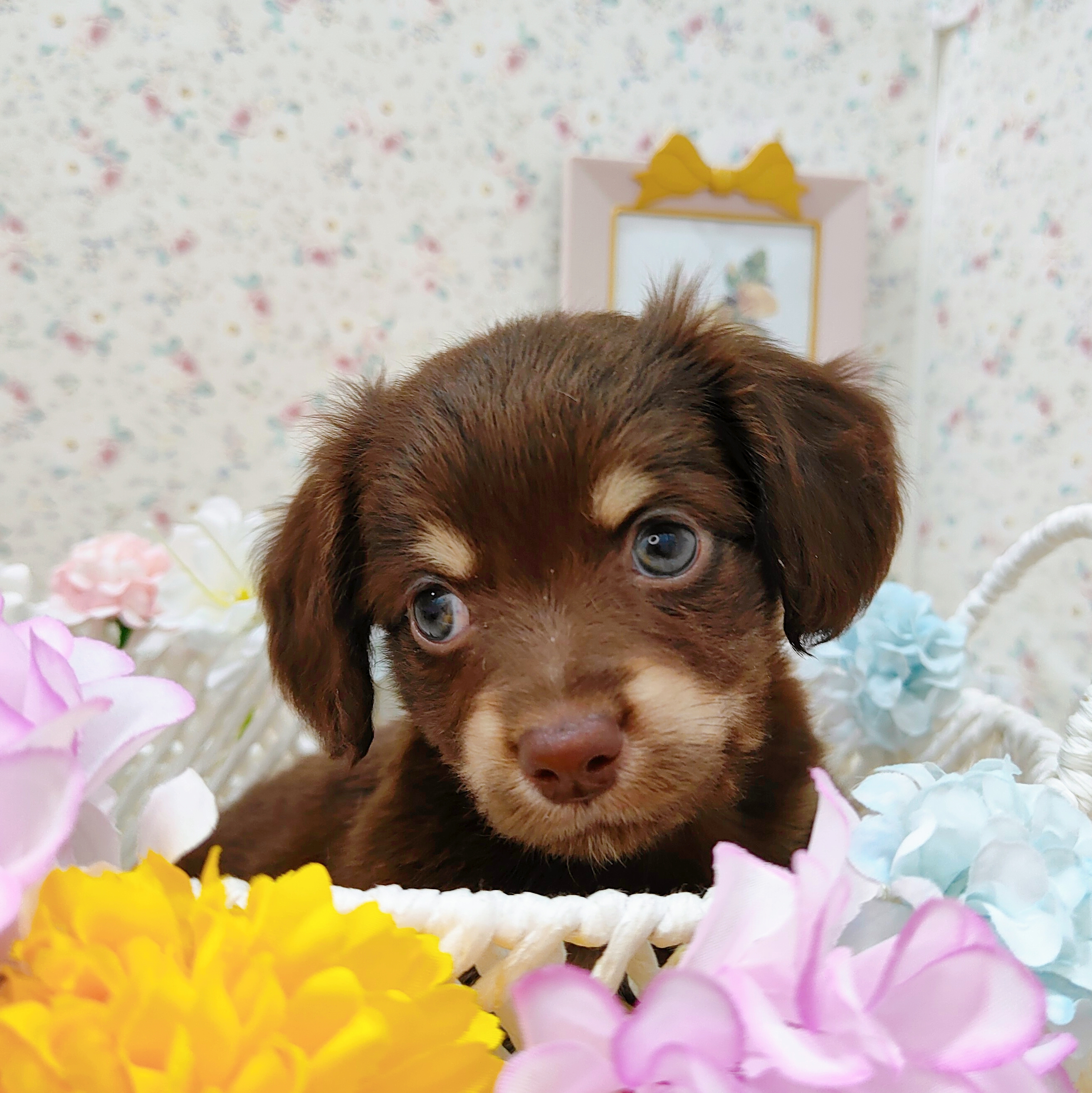 石川県のチワックス(チワワ×ダックス) (犬の家＆猫の里アミーゴ金沢有松店/2025年9月14日生まれ/男の子/チョコレートタン)の子犬の3枚目の画像