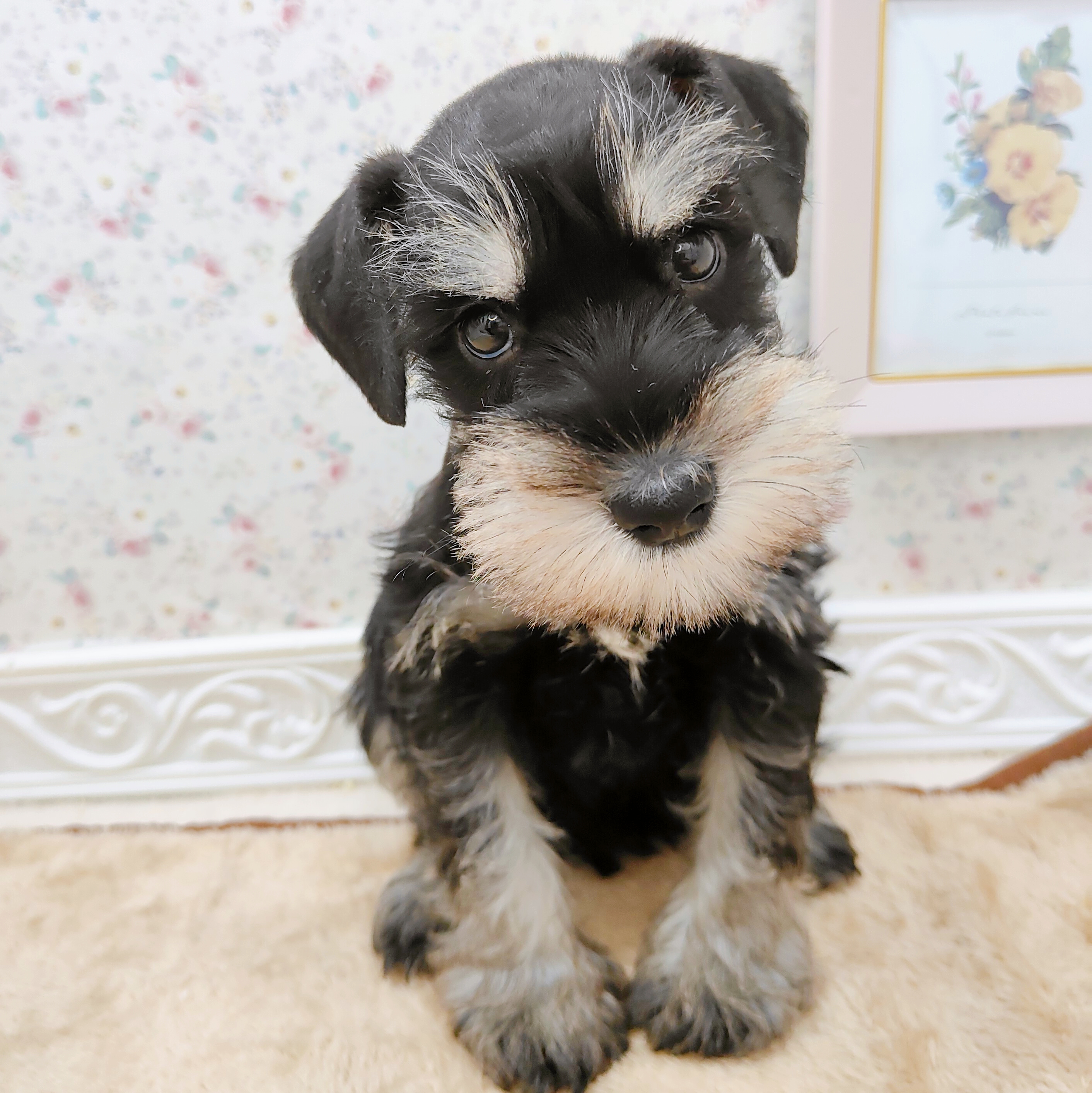 石川県のミニチュアシュナウザー (犬の家＆猫の里アミーゴ金沢有松店/2025年9月13日生まれ/男の子/ブラックシルバー)の子犬の3枚目の画像