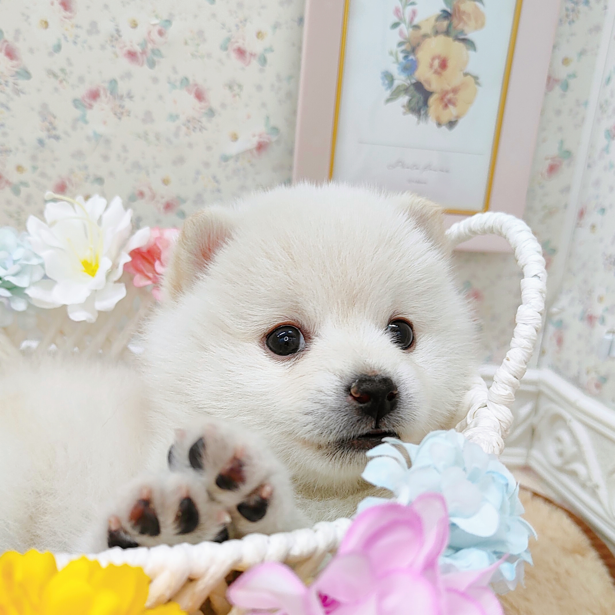 石川県のポメ柴/豆ポメ/ポメ豆柴(ポメラニアン×柴犬) (犬の家＆猫の里アミーゴ金沢有松店/2025年9月15日生まれ/男の子/白)の子犬の3枚目の画像