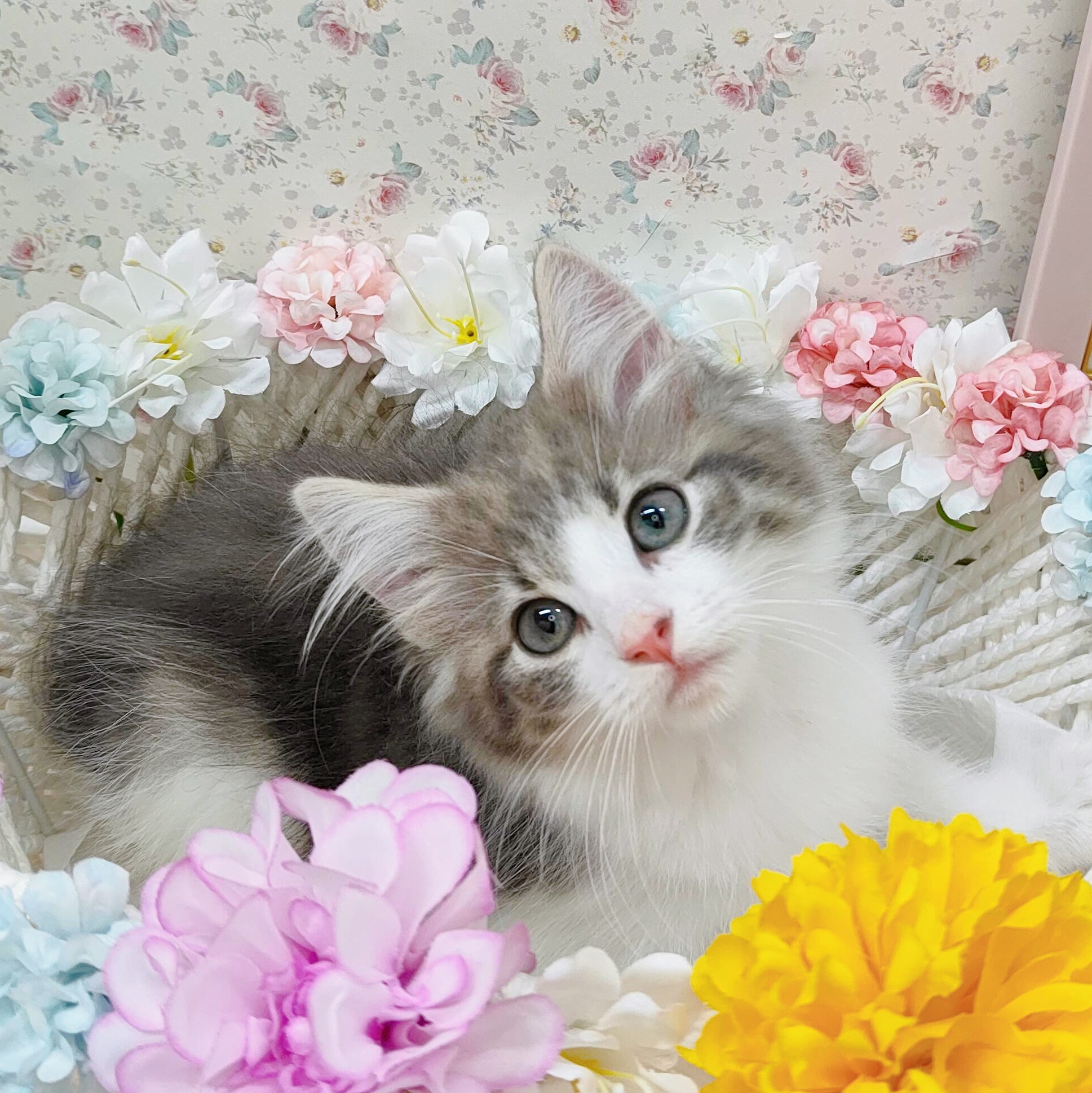 石川県のノルウェージャンフォレストキャット (犬の家＆猫の里アミーゴ金沢有松店/2025年9月11日生まれ/女の子/ブルータビーホワイト)の子猫の3枚目の画像