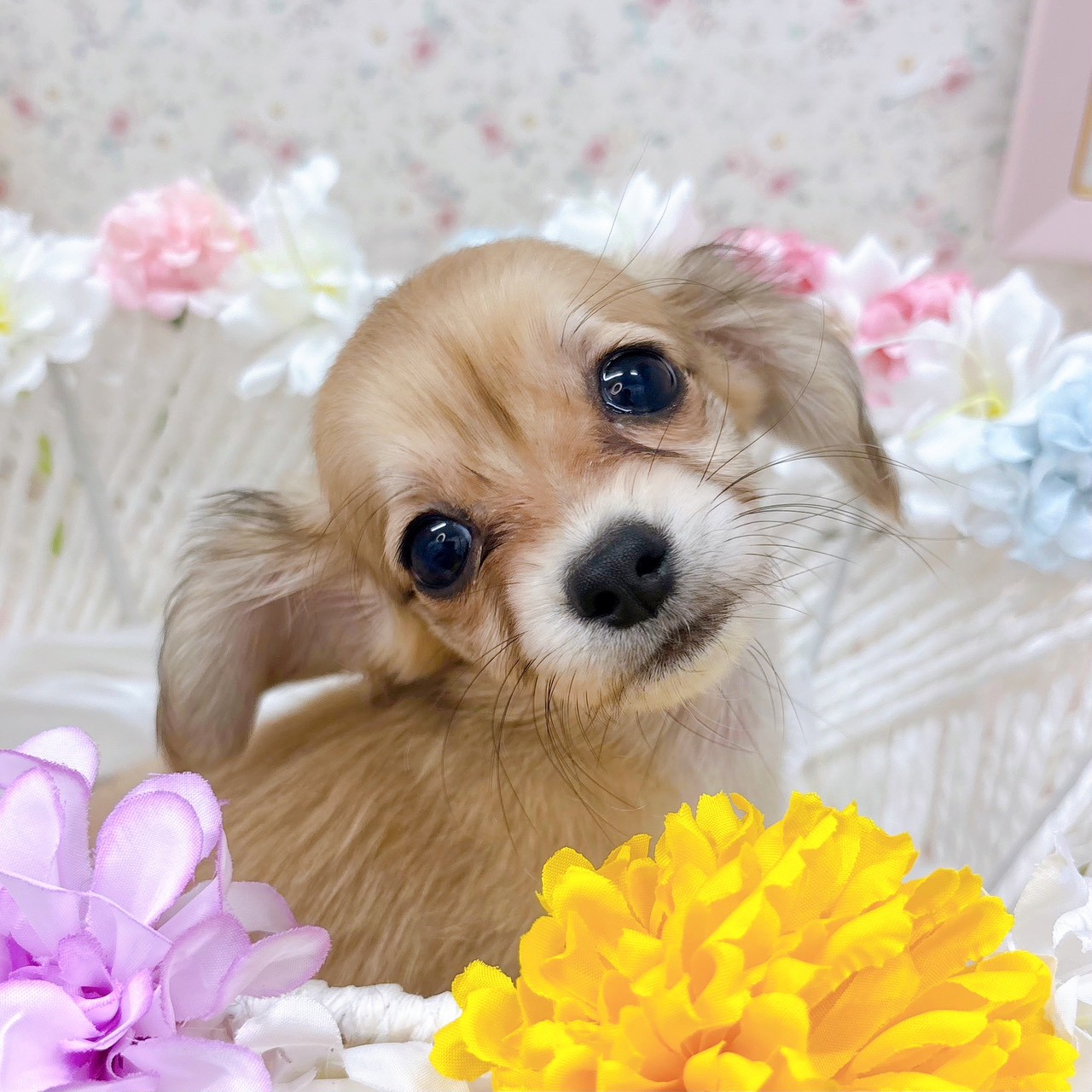 石川県のチワックス(チワワ×ダックス) (犬の家＆猫の里アミーゴ金沢有松店/2025年9月28日生まれ/女の子/フォーン)の子犬の3枚目の画像