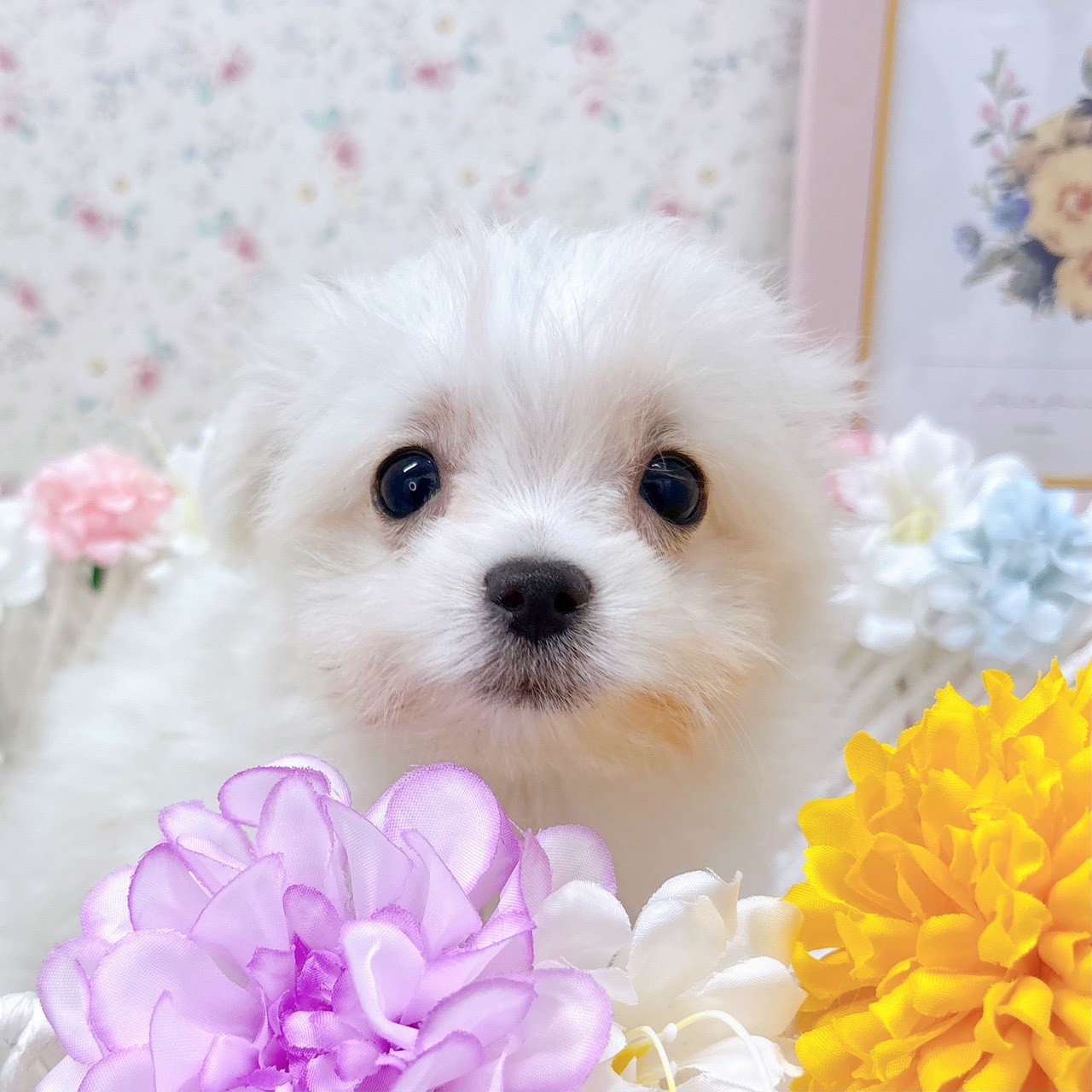 石川県のチワマル/マルチワ(チワワ×マルチーズ) (犬の家＆猫の里アミーゴ金沢有松店/2025年9月16日生まれ/男の子/クリームホワイト)の子犬の3枚目の画像