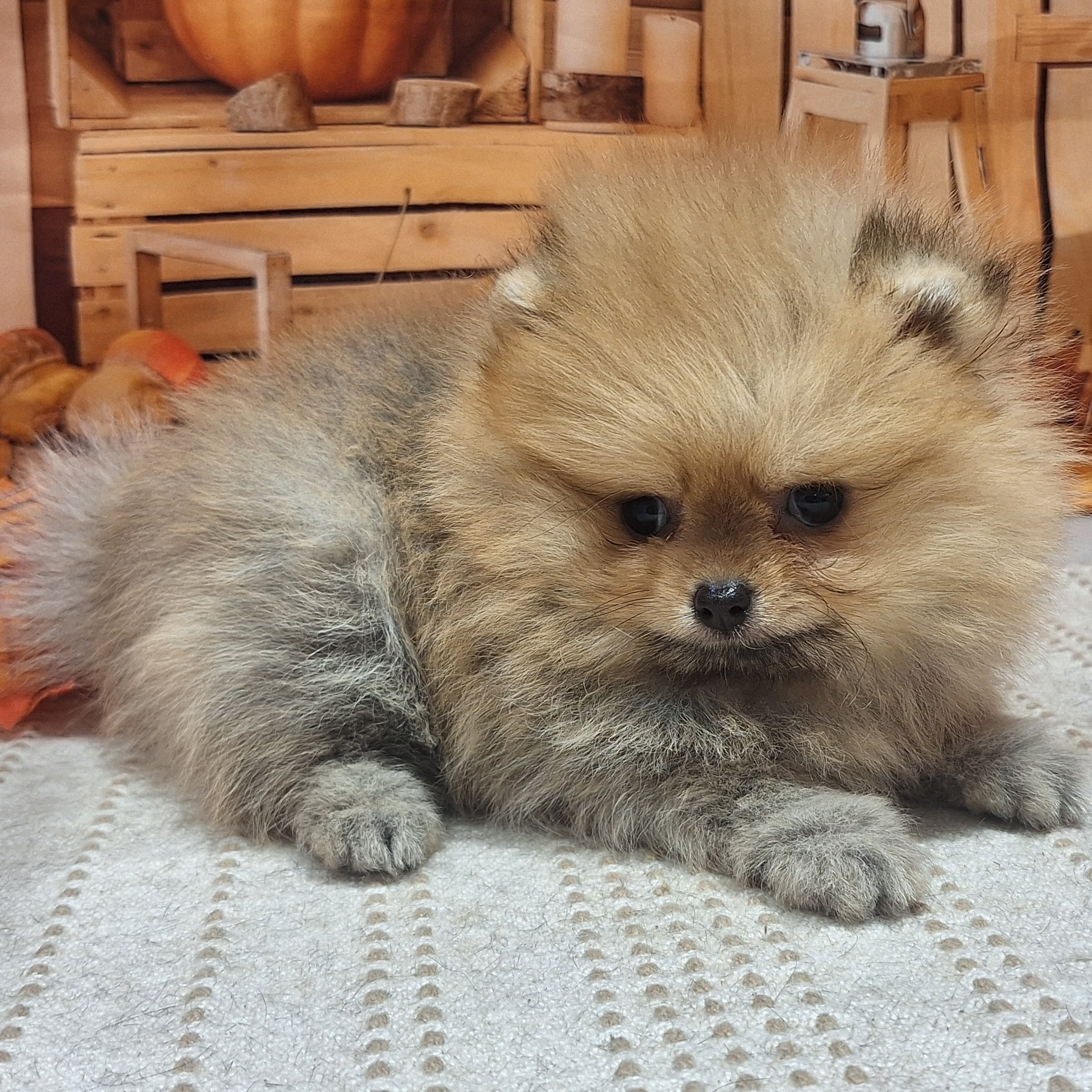 福岡県のポメラニアン (犬の家&猫の里トリアス久山店/2025年8月24日生まれ/女の子/オレンジ)の子犬の3枚目の画像