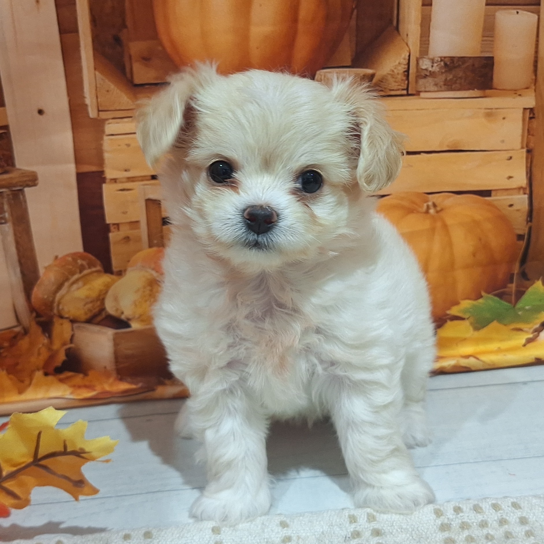 福岡県のチワプー/プーチー(チワワ×プードル) (犬の家&猫の里トリアス久山店/2025年8月26日生まれ/女の子/クリーム)の子犬の3枚目の画像