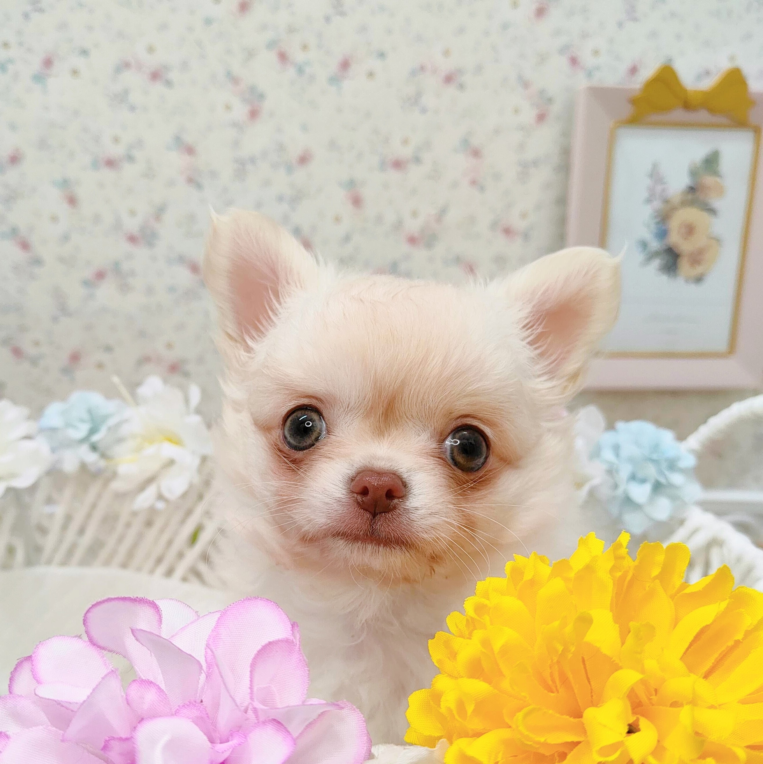 石川県のチワワ(ロング) (犬の家＆猫の里アミーゴ金沢有松店/2025年10月15日生まれ/男の子/クリーム)の子犬の3枚目の画像