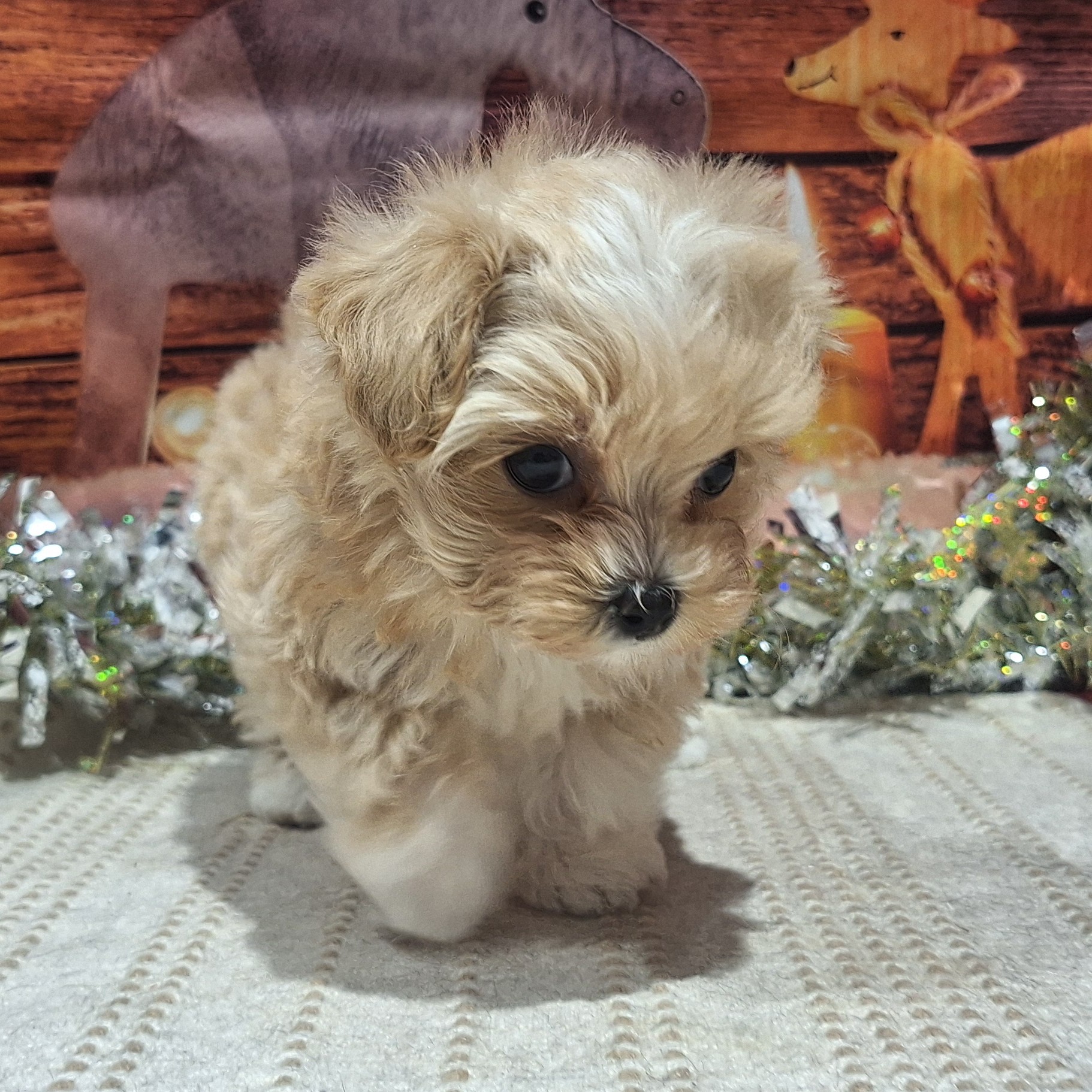 福岡県のマルプー(マルチーズ×プードル) (犬の家＆猫の里トリアス久山店/2025年10月14日生まれ/女の子/クリームホワイト)の子犬の3枚目の画像