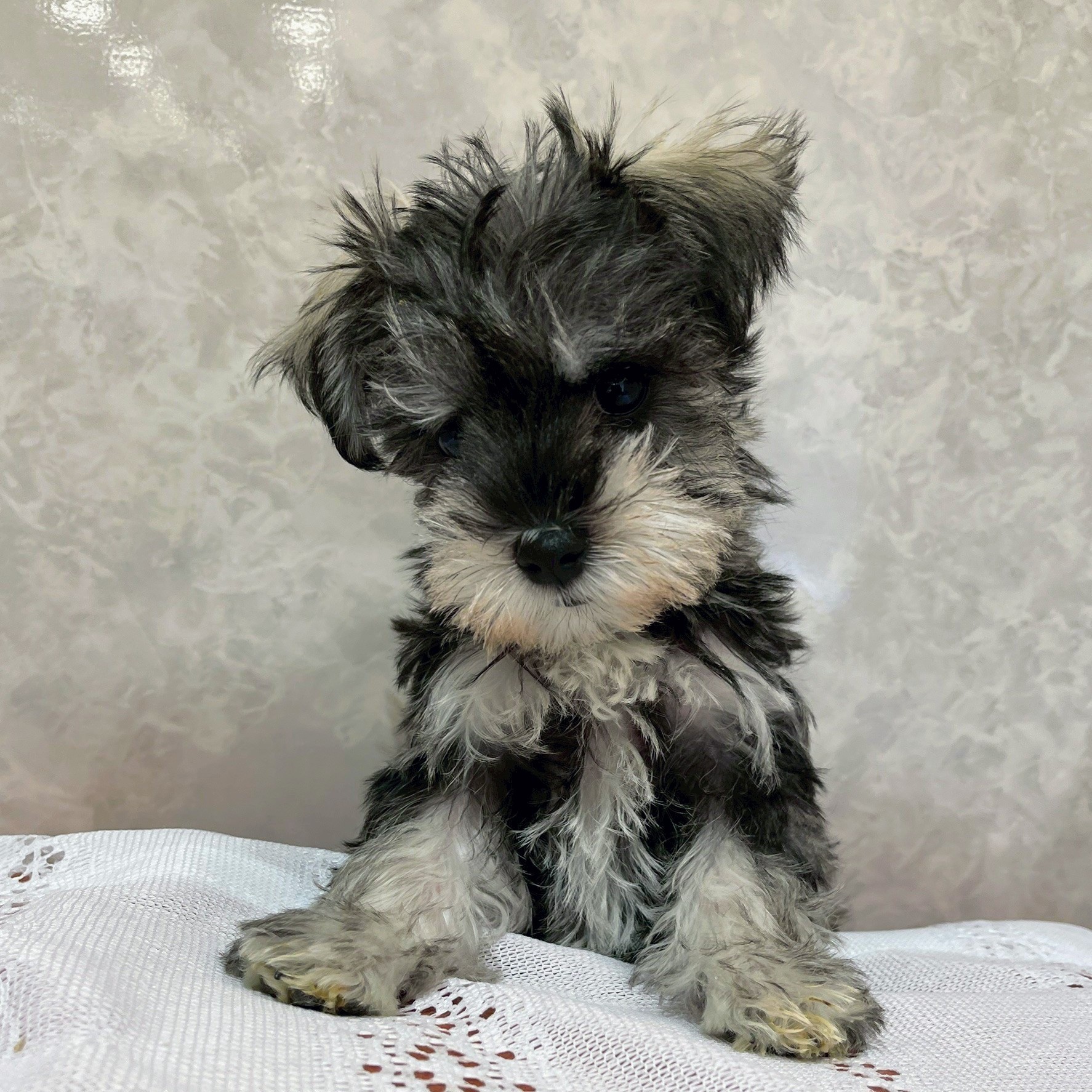 福岡県のシュナマル/マルシュナ(シュナウザー×マルチーズ) (犬の家＆猫の里くりえいと宗像店/2025年12月8日生まれ/女の子/ソルトペッパー)の子犬の3枚目の画像