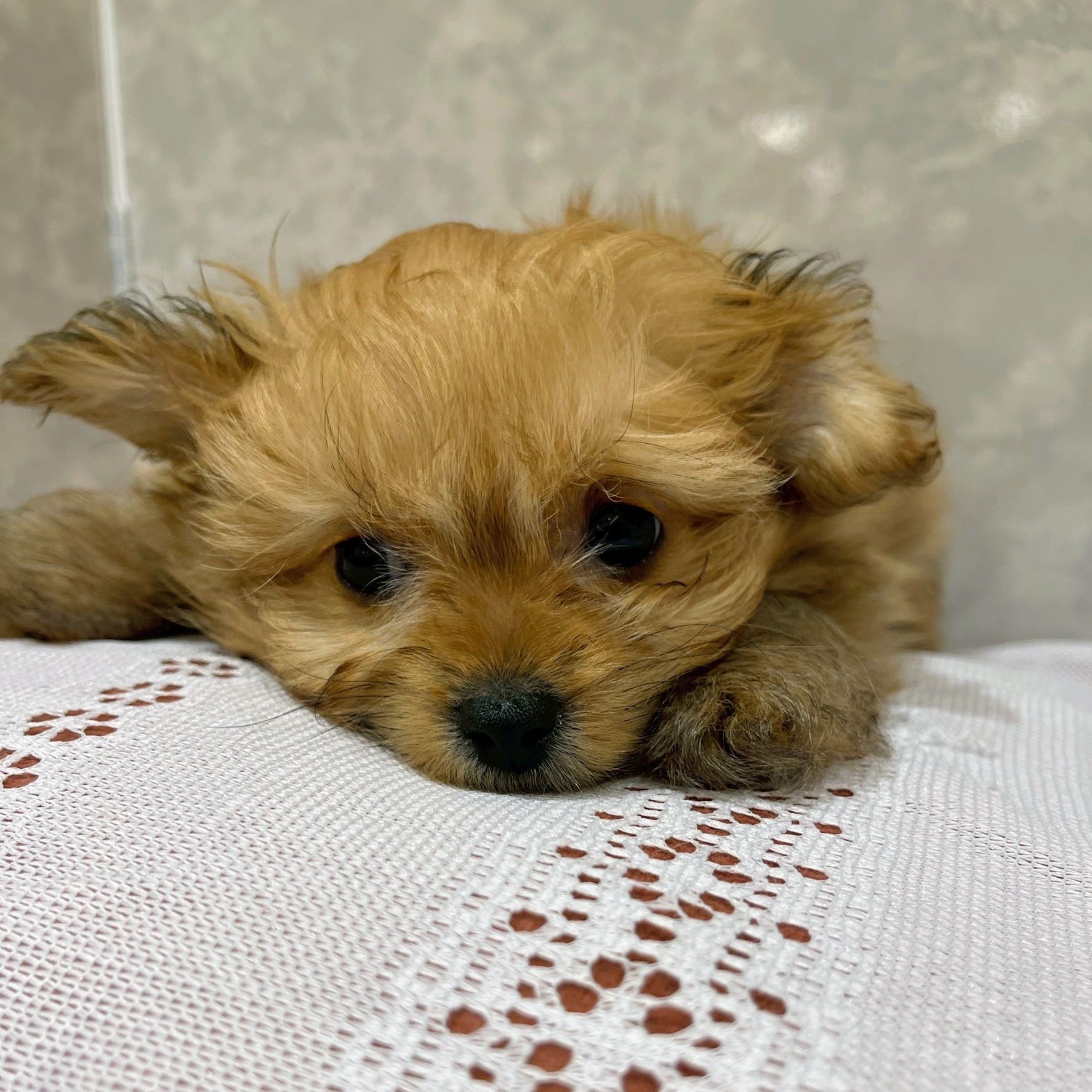 福岡県のポメプー(ポメラニアン×プードル) (犬の家＆猫の里くりえいと宗像店/2025年11月28日生まれ/女の子/オレンジ)の子犬の3枚目の画像