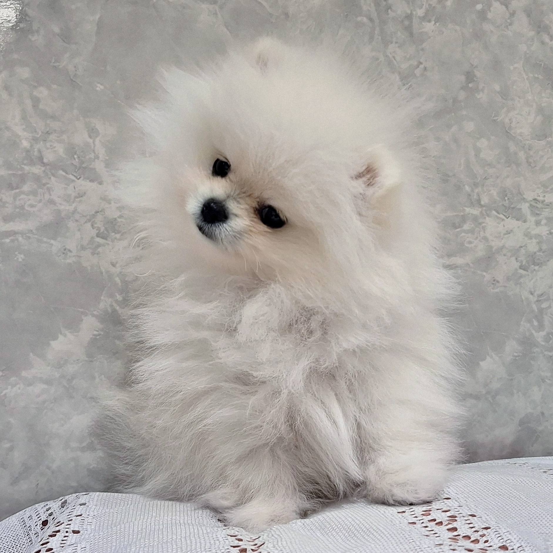 福岡県のポメラニアン (犬の家＆猫の里くりえいと宗像店/2025年11月30日生まれ/女の子/ホワイト)の子犬の3枚目の画像