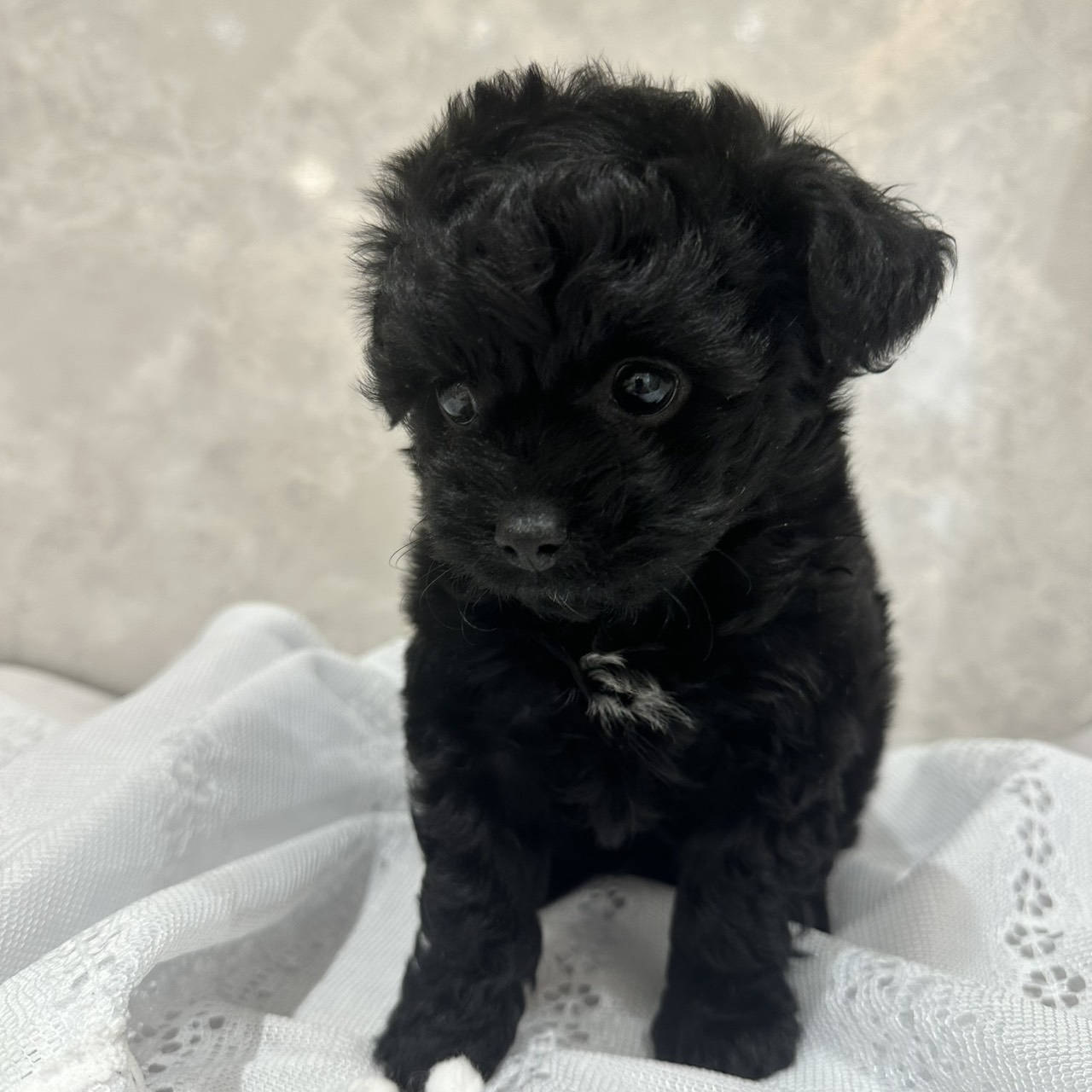 福岡県のチワプー/プーチー(チワワ×プードル) (犬の家＆猫の里くりえいと宗像店/2026年1月16日生まれ/男の子/ブラック)の子犬の3枚目の画像